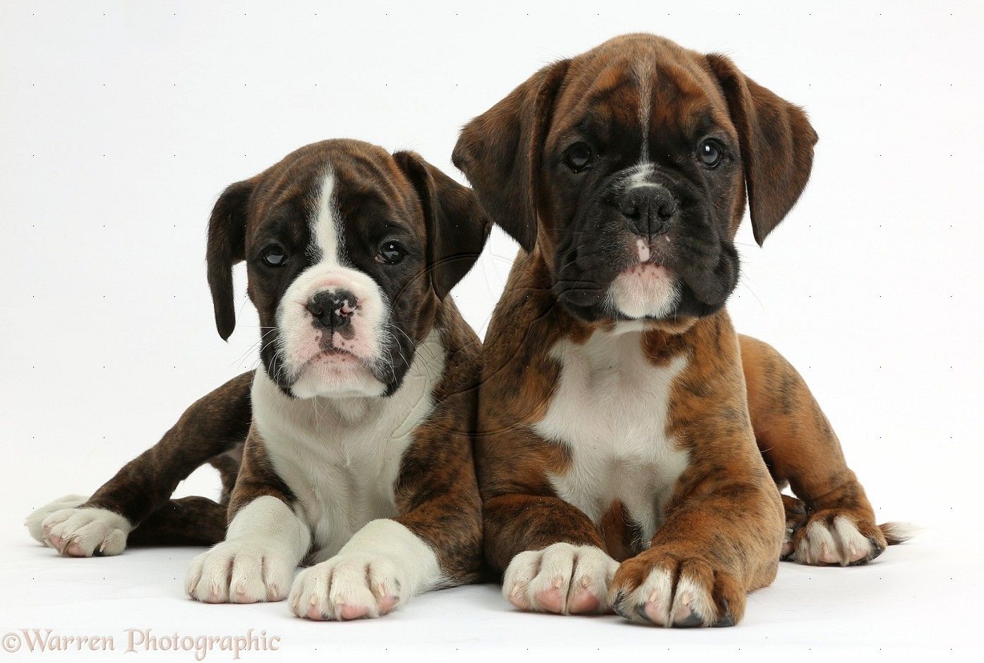 White Boxers Wallpaper. Boxers Puppy