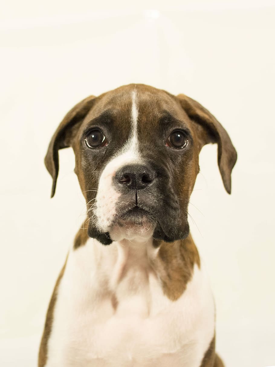 HD wallpaper: Puppy, Boxer Dog, Animal, pet, race, pets, canine