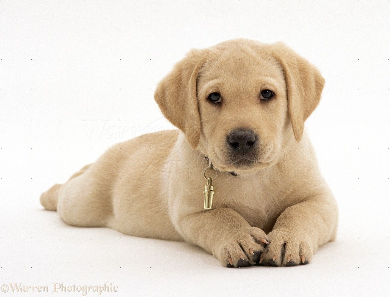 Free download 23935 Yellow Labrador Retriever puppy white