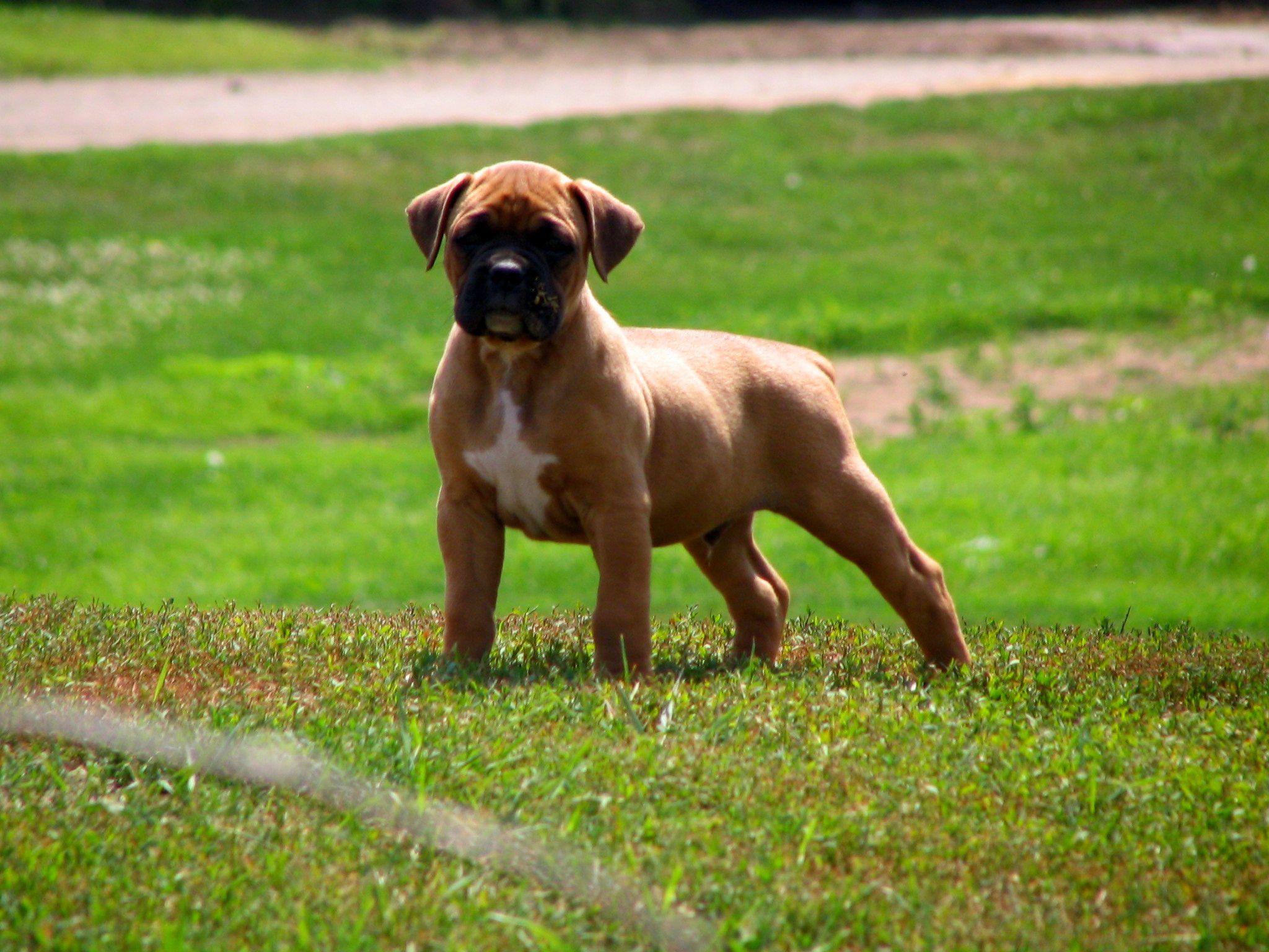 Boxer Dog Puppy Image