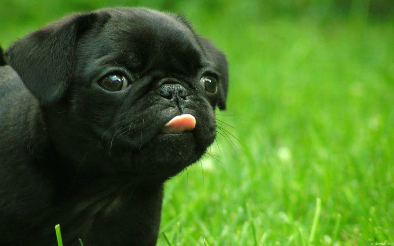 Funny Cute Black Boxer Puppy. Black boxer puppies, Boxer puppy, Puppies