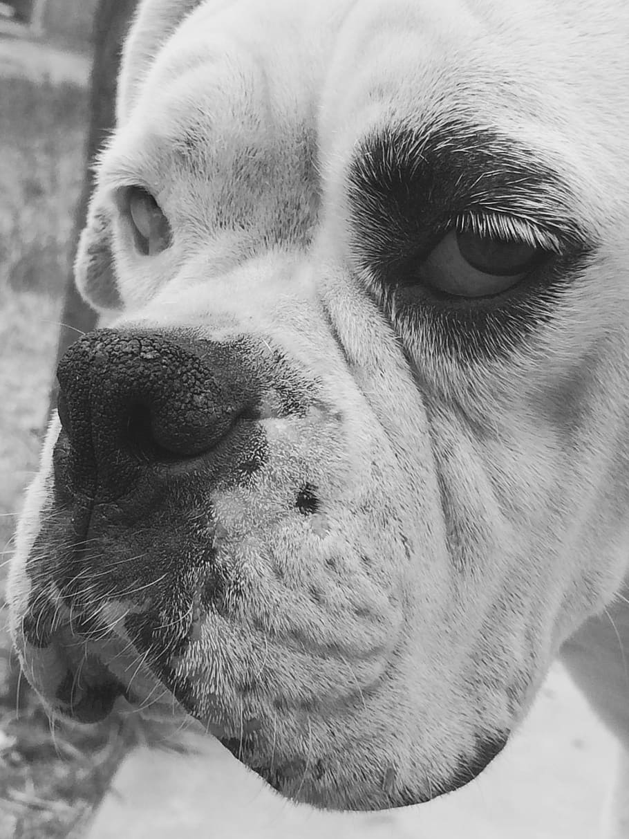 HD wallpaper: Dog, Boxer, Animal, Canine, Animals, boxer dog, race