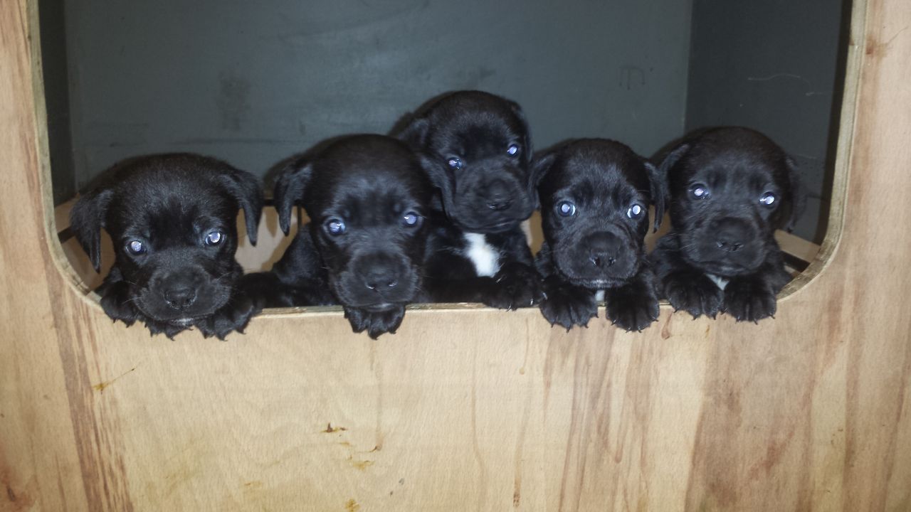 Boxador (Boxer Lab Mix) Info, Temperament, Training, Puppies, Picture