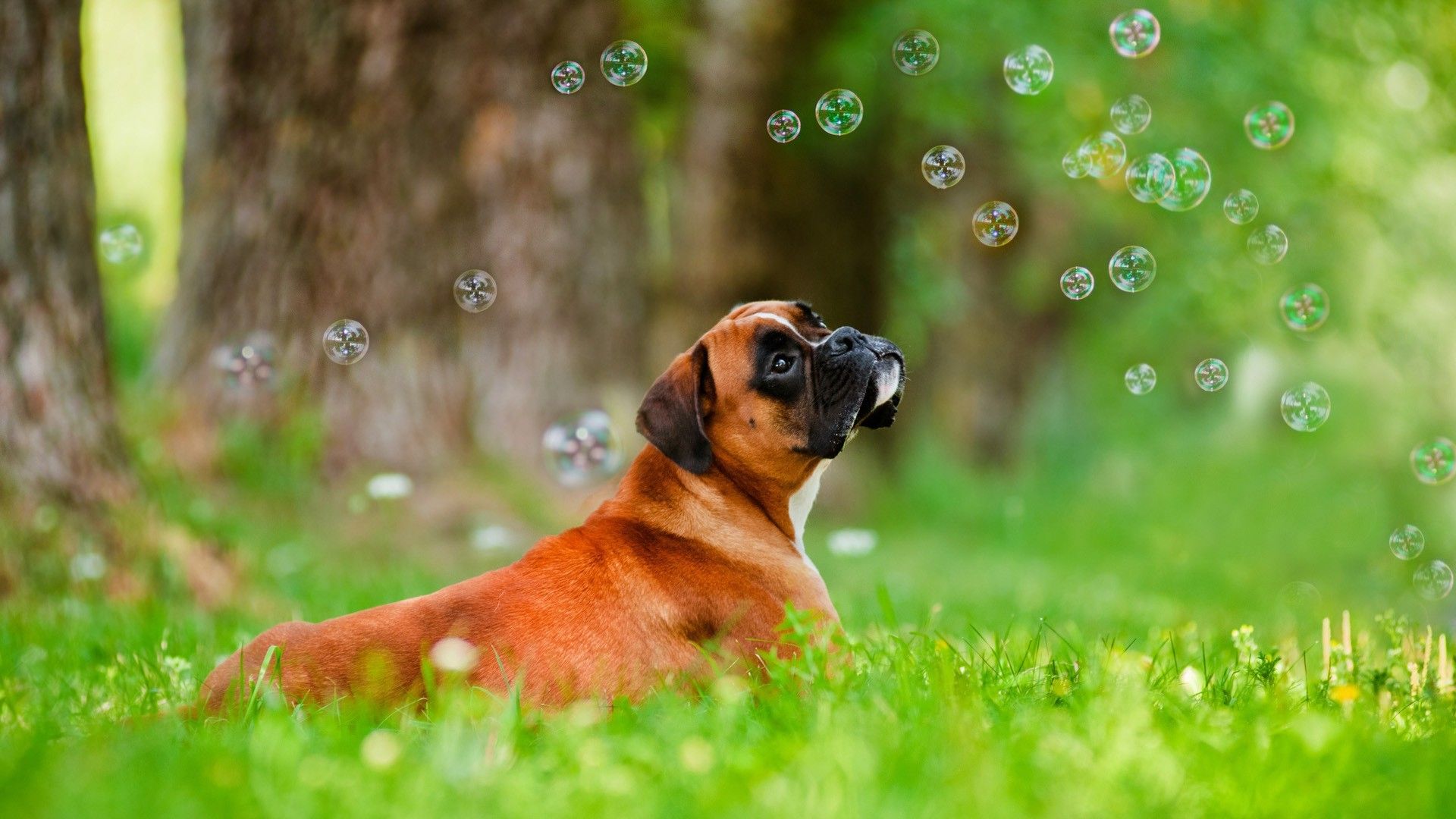 Puppy Desktop Background