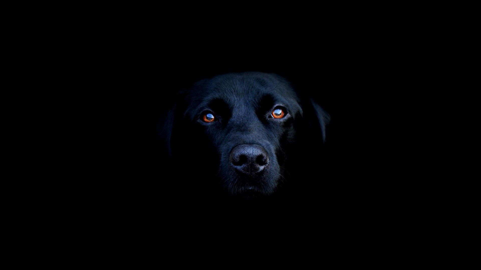 Free download Black Labrador Dog 1920x1080 HD Image Animals Pets