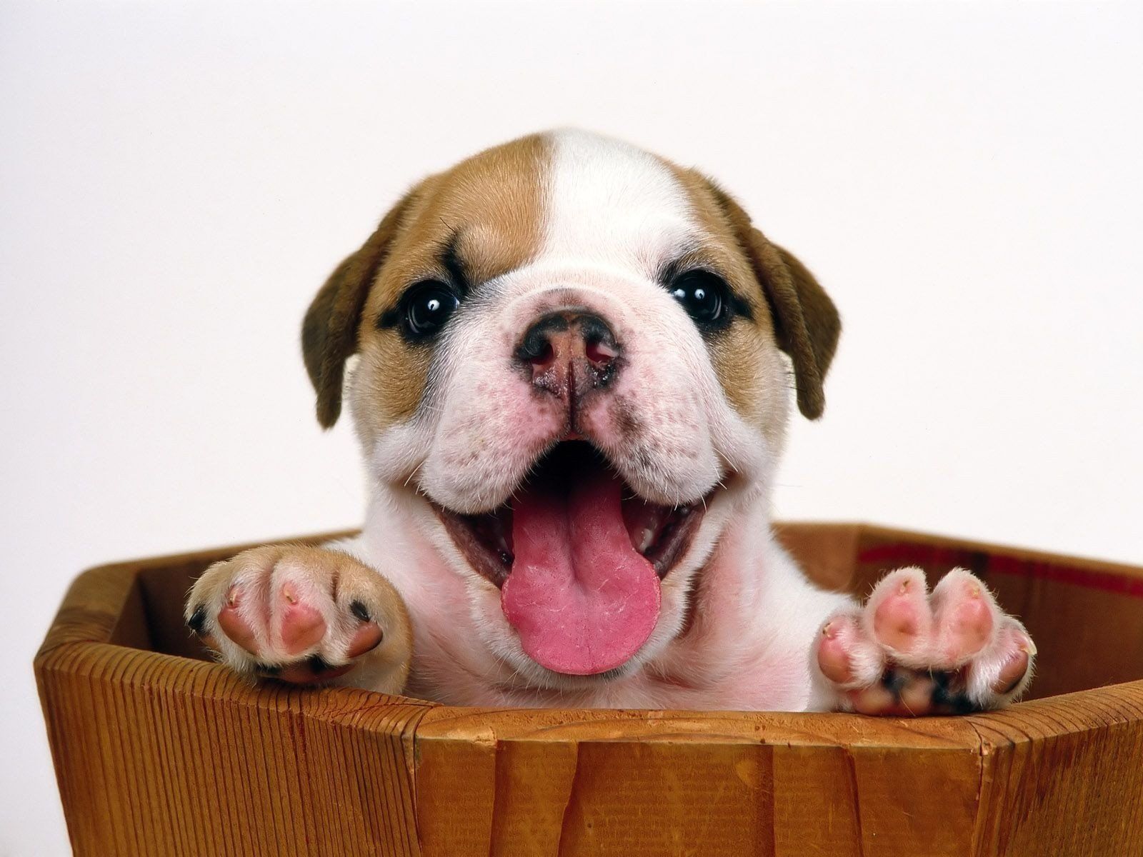 puppy english happiness HD wallpaper. Bulldog wallpaper, Bulldog