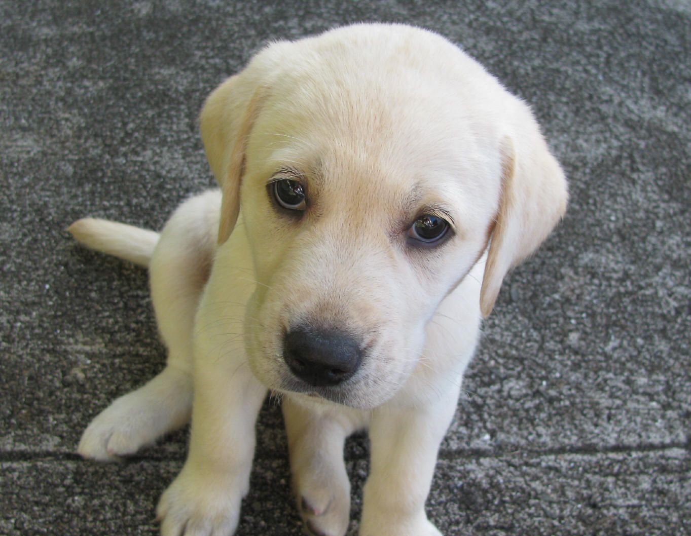 Yellow Lab Puppies HD Wallpaper