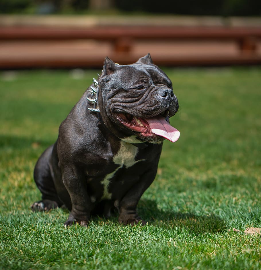 American Bully Dog Wallpapers Wallpaper Cave