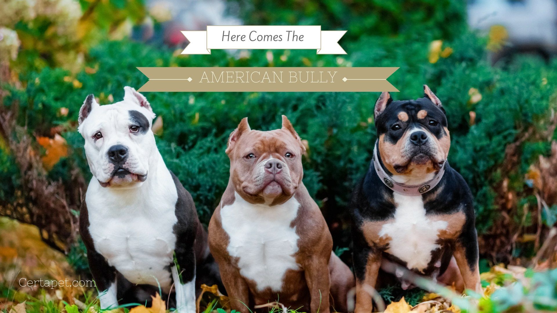 American Bully Wallpapers posted by Samantha Peltier.