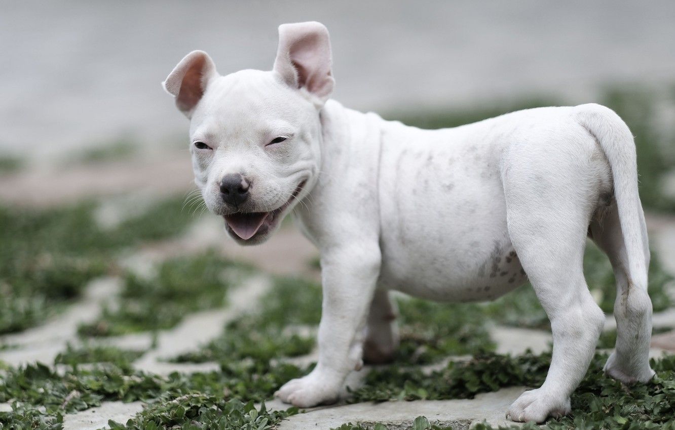 Wallpaper baby, puppy, American bully, smile, dog image