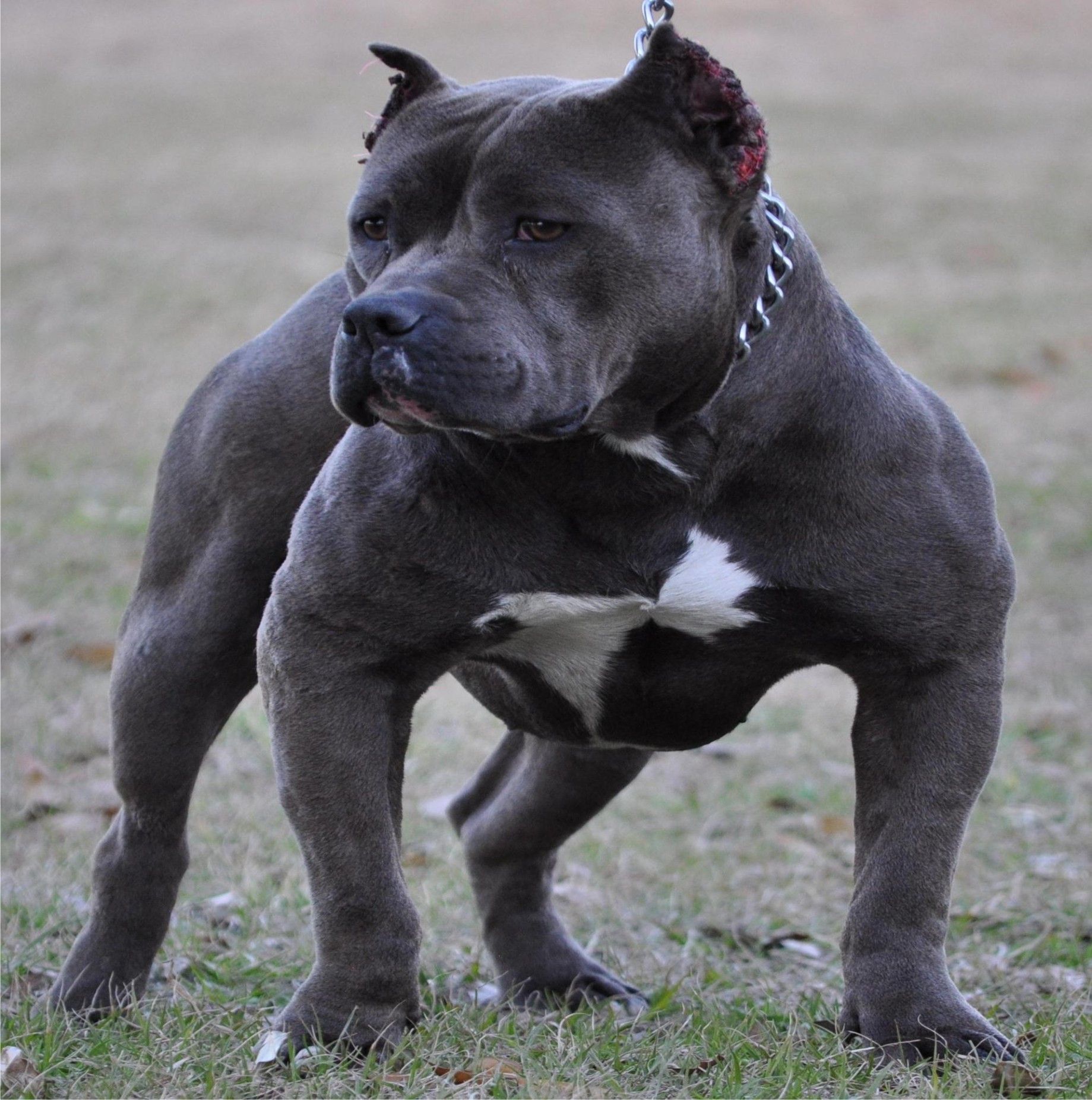 Popular Different Types of Pitbulls Breeds with Picture