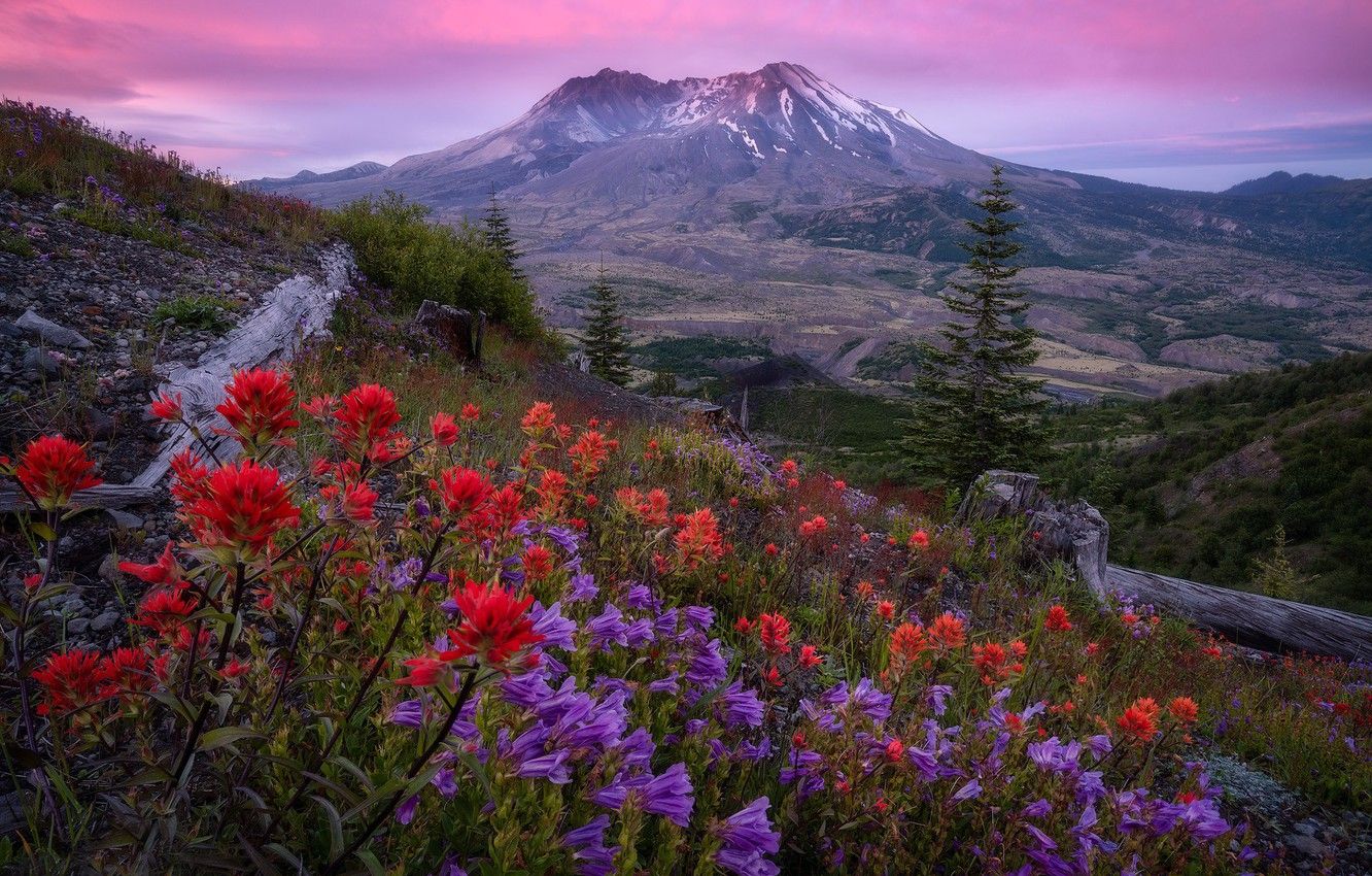 Wallpaper flowers, mountain, Cascade Range, bells, slope, Skamania
