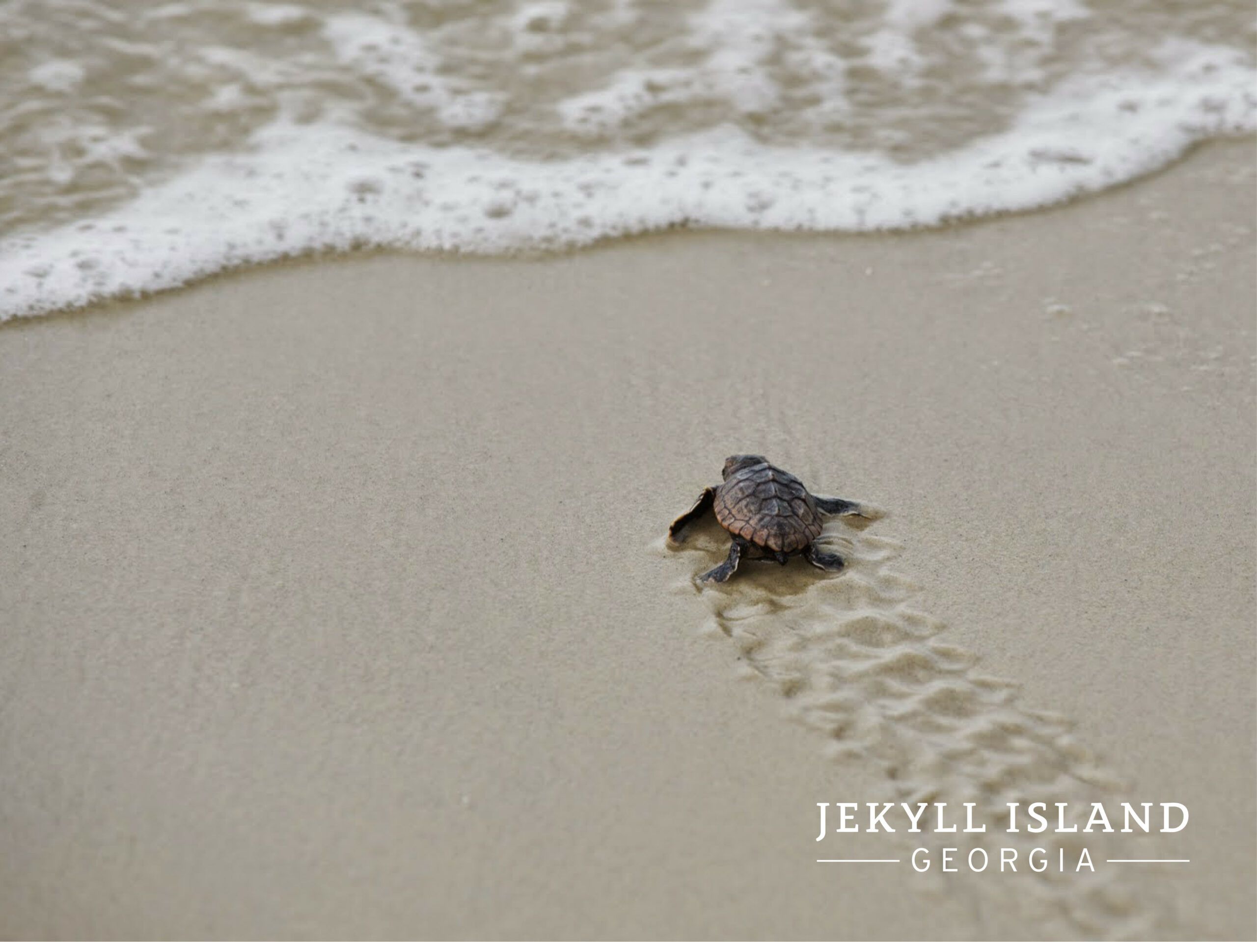 Wallpaper Island's Vacation, Conservation