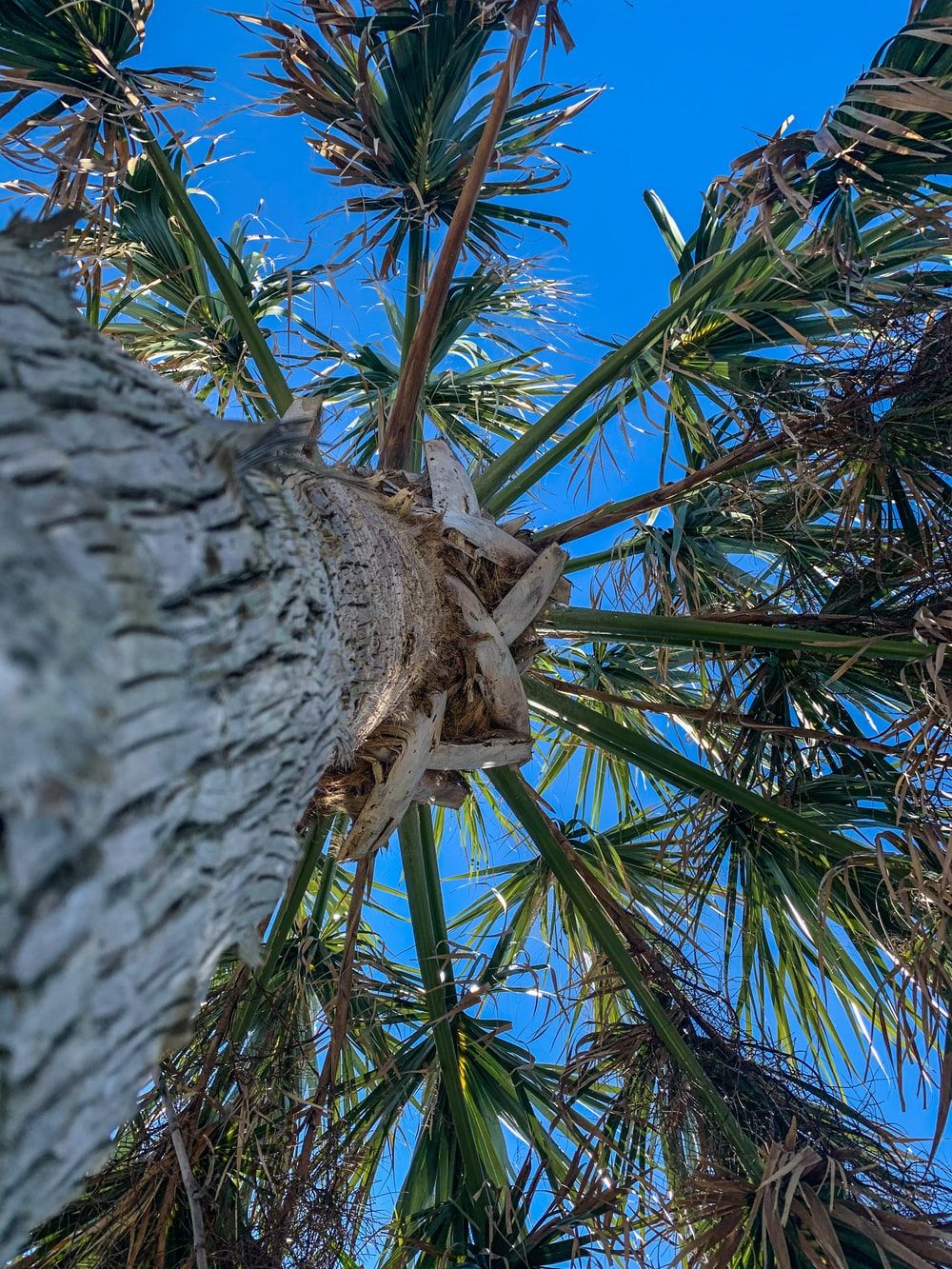 Jekyll Island Picture. Download Free Image