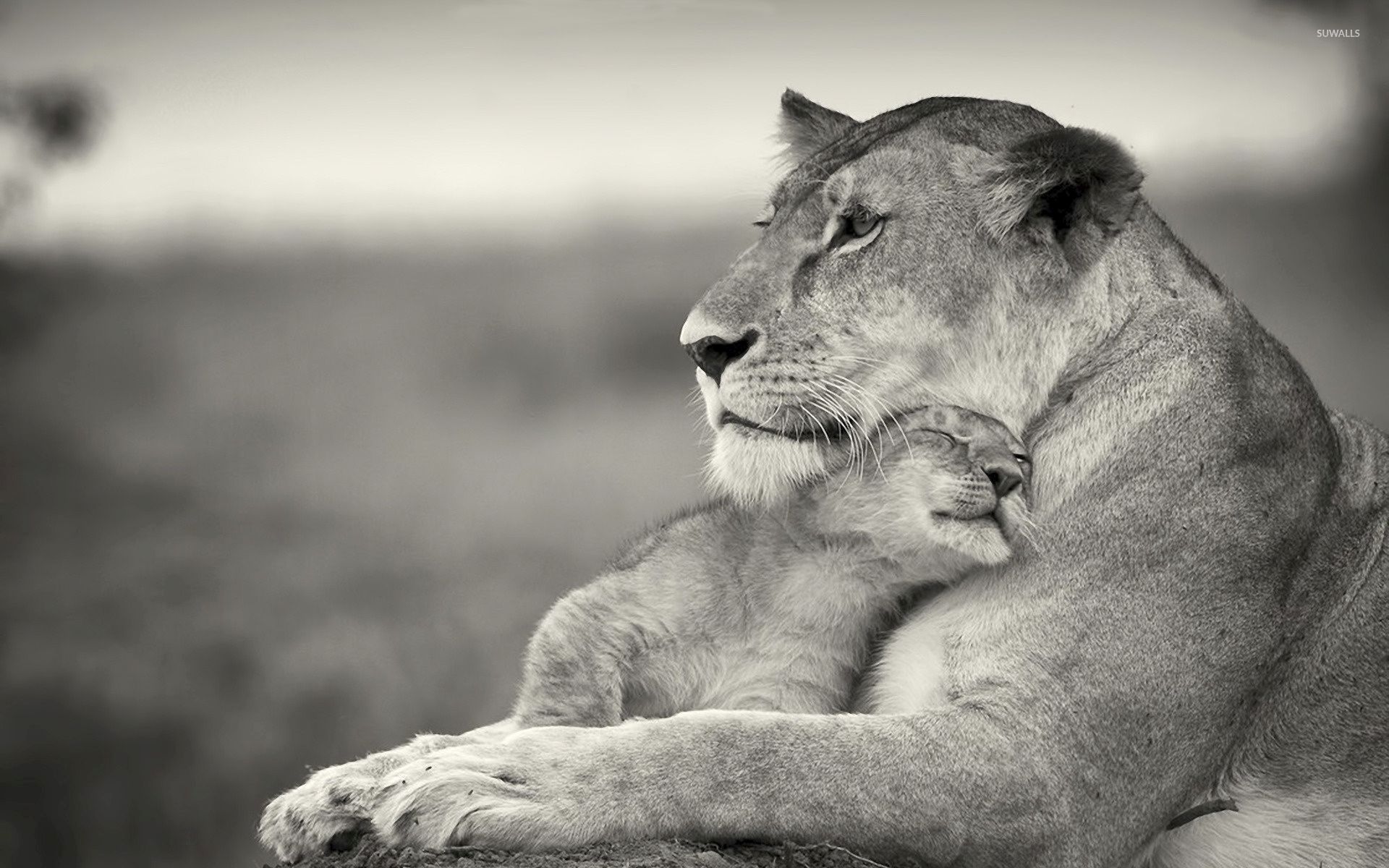 Lion cub loving his mother wallpaper wallpaper