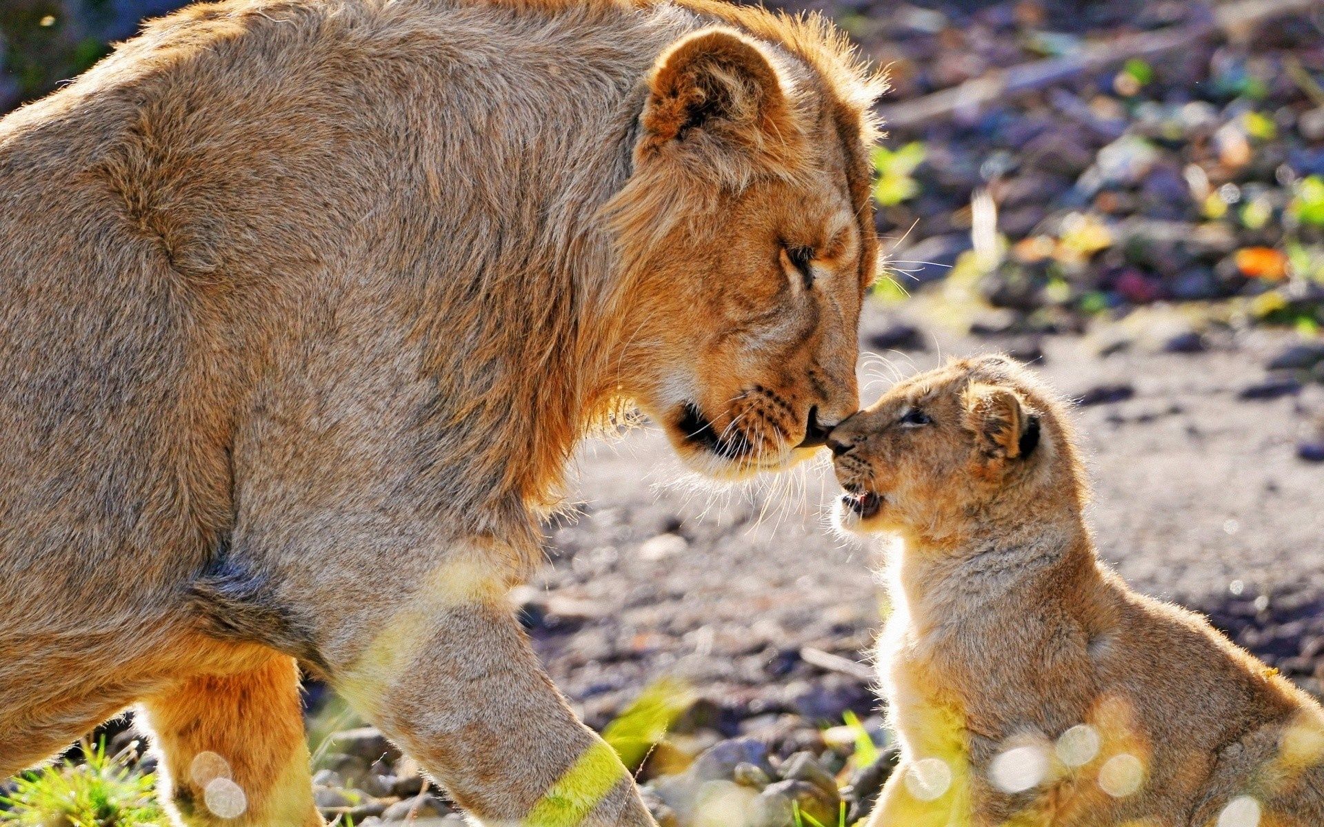 Wallpaper Animal photography, mother lion and cub 1920x1200 HD