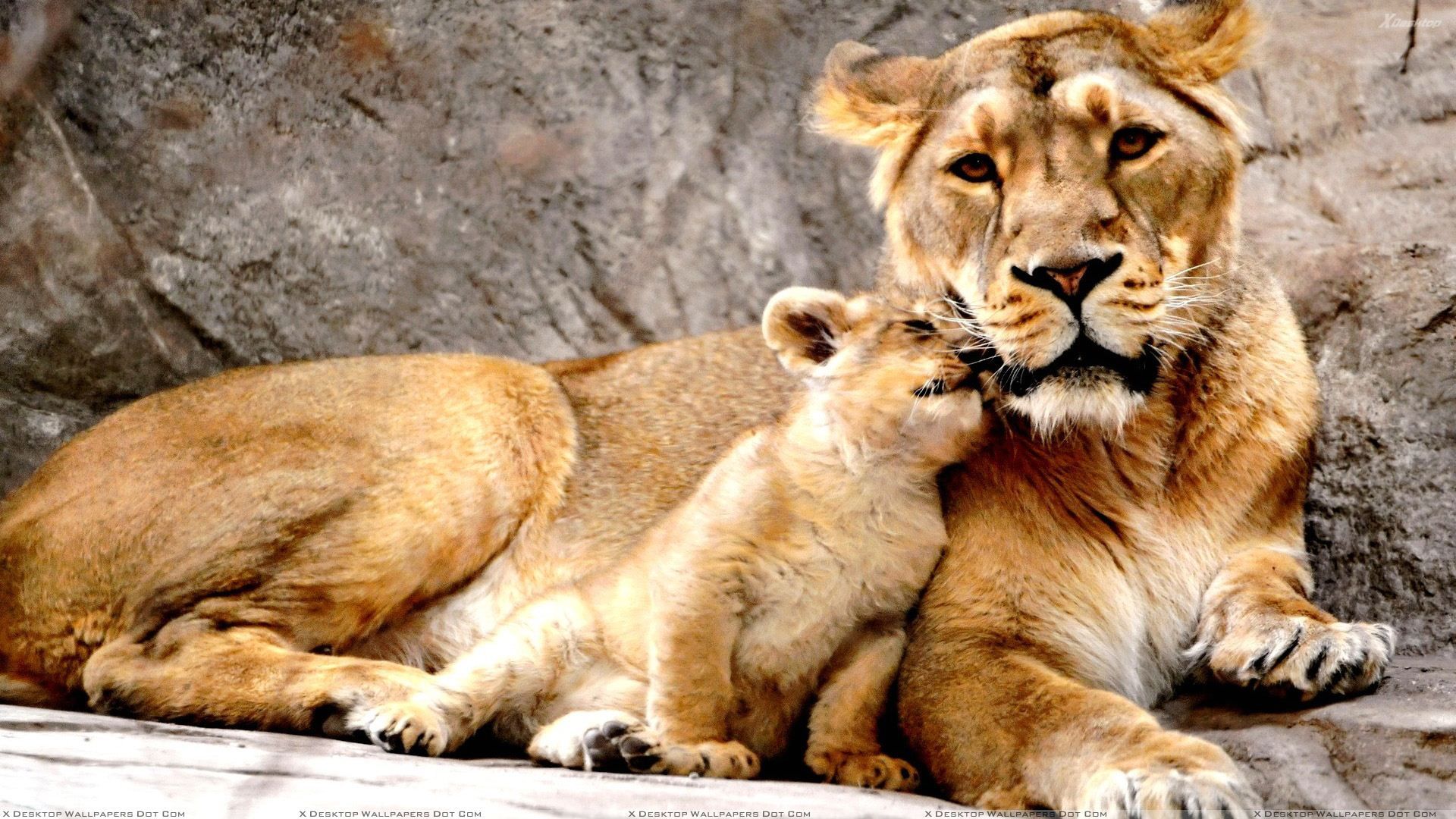 You Are Viewing Wallpaper Mothers Day Animal