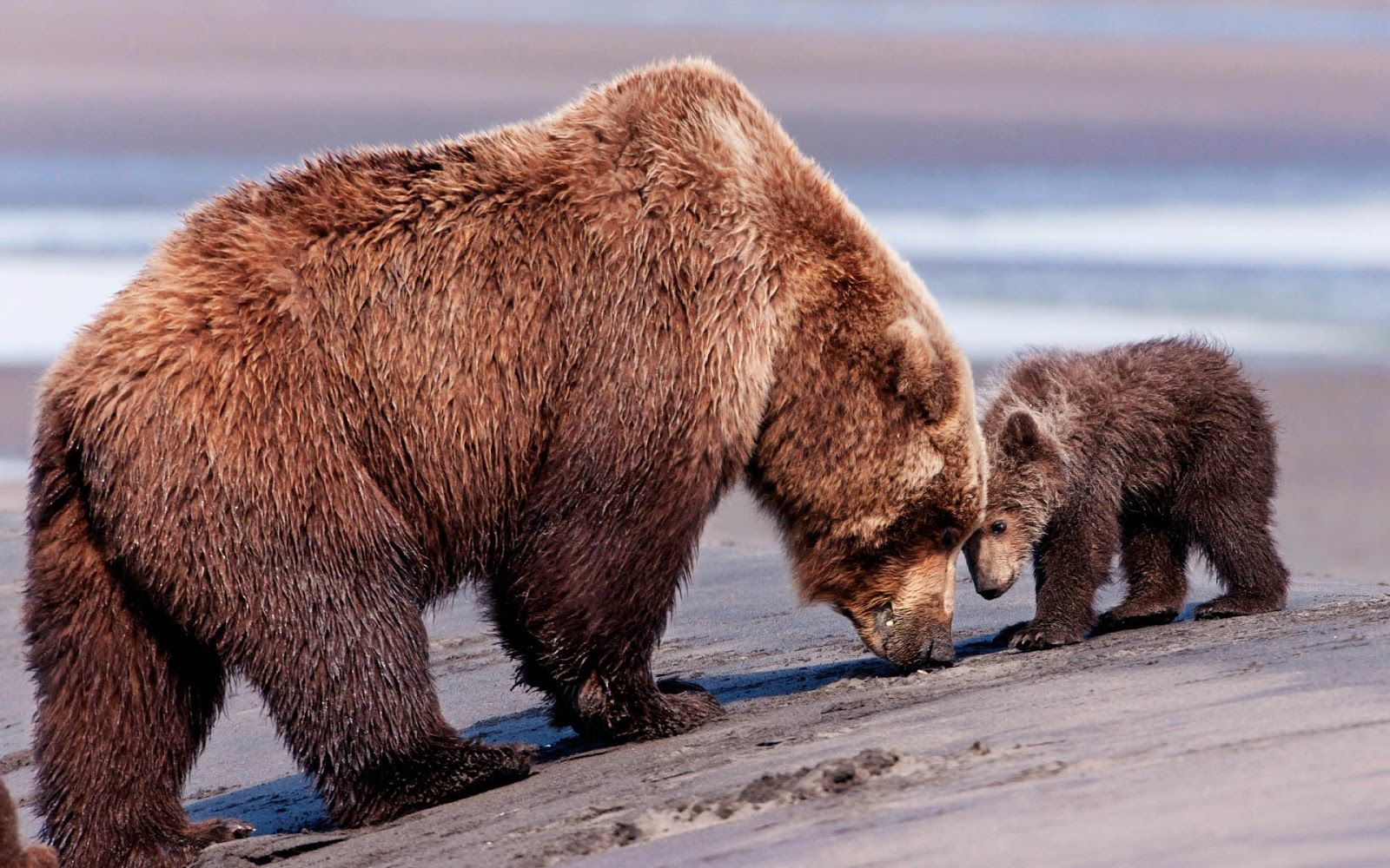 Wallpaper of mother bear and his son. HD Animals Wallpaper