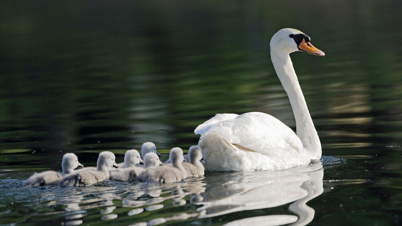 Mother swan with her young wallpaper. HD Animals Wallpaper