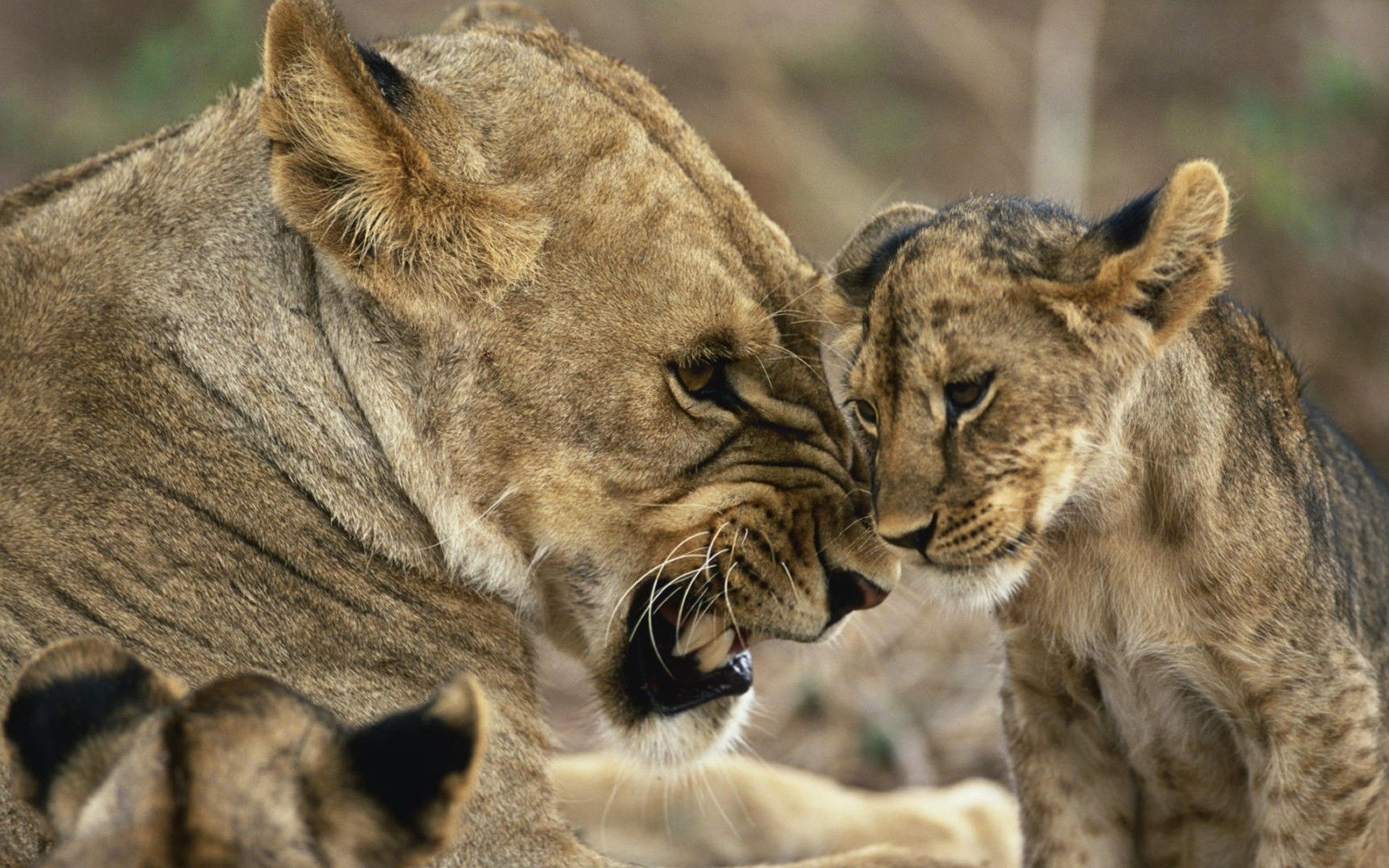 Mother Baby Puma