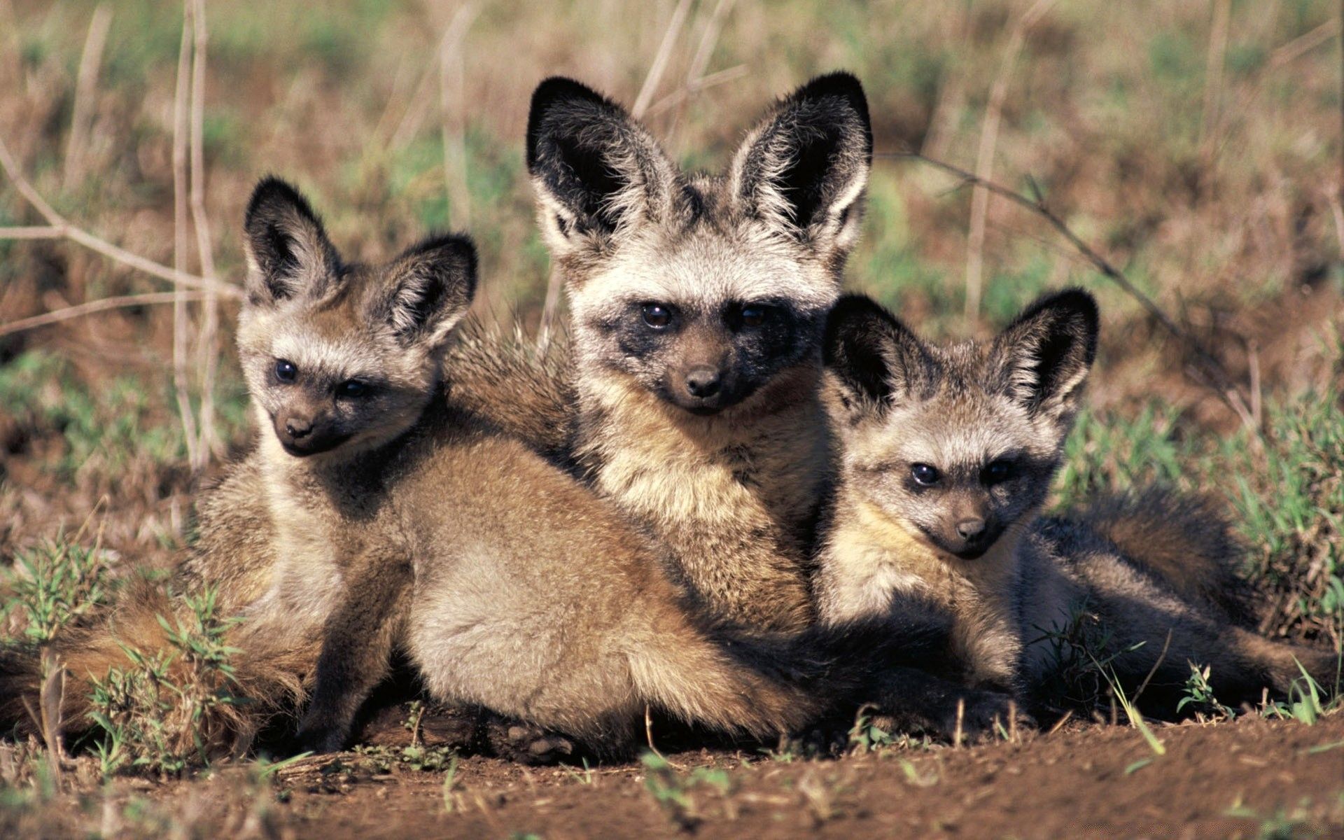 Bat Eared Fox Otocyon Megalotis Mother And Pups Africa