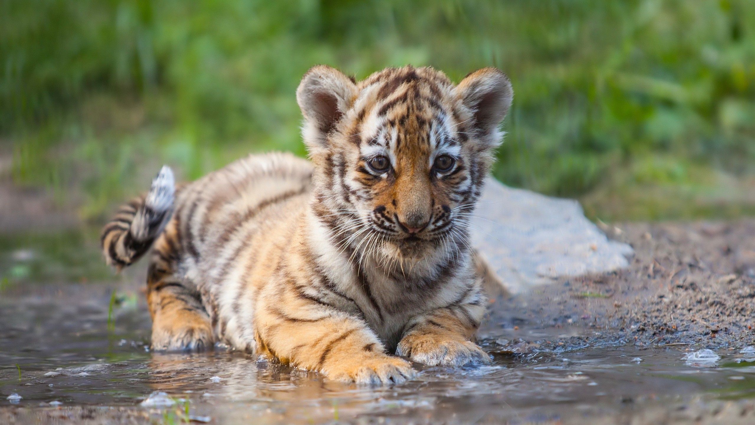 Tiger Cub Wallpapers Wallpaper Cave