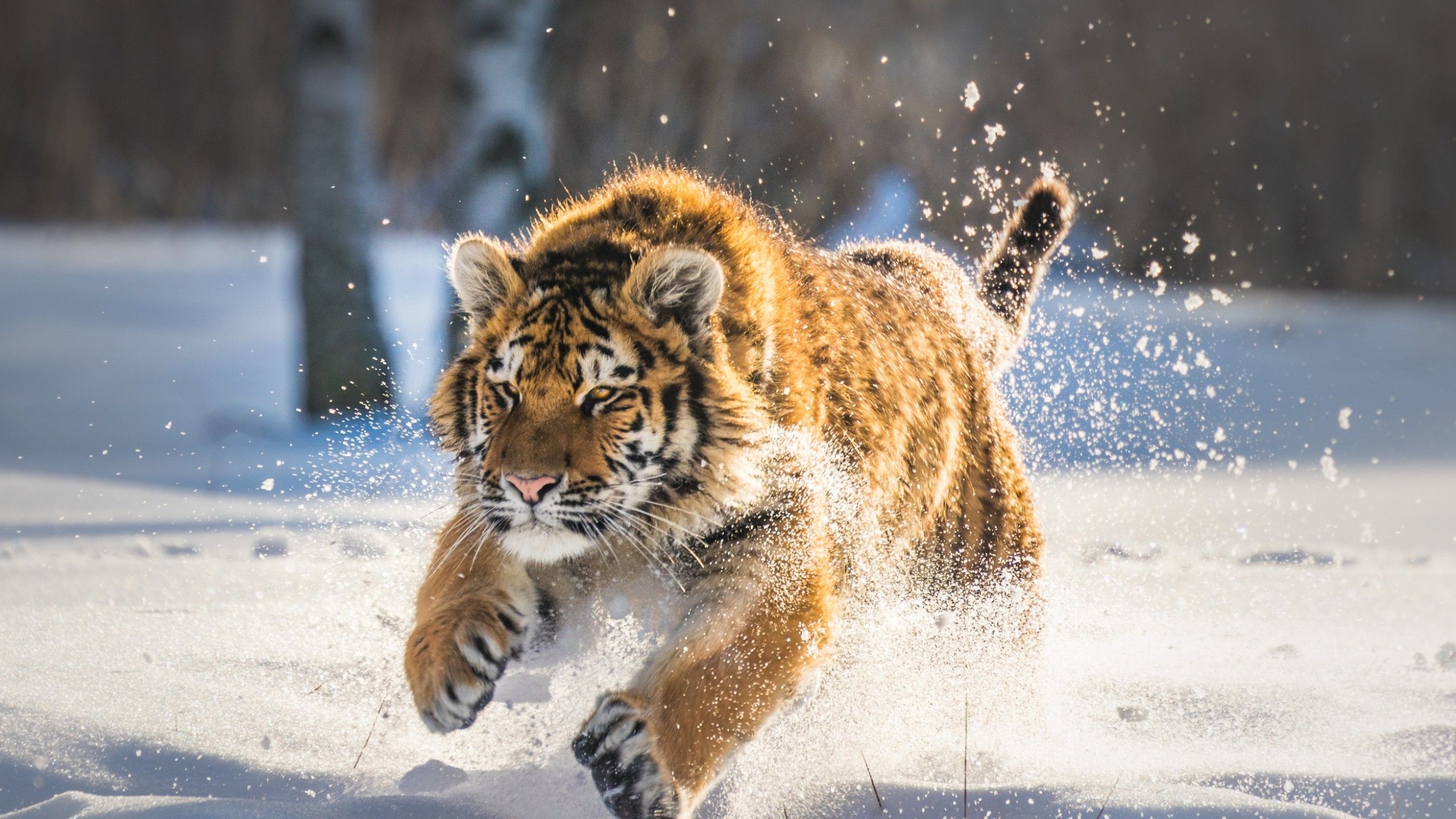 Cute Tiger Cub Running 1440P Resolution HD 4k Wallpaper