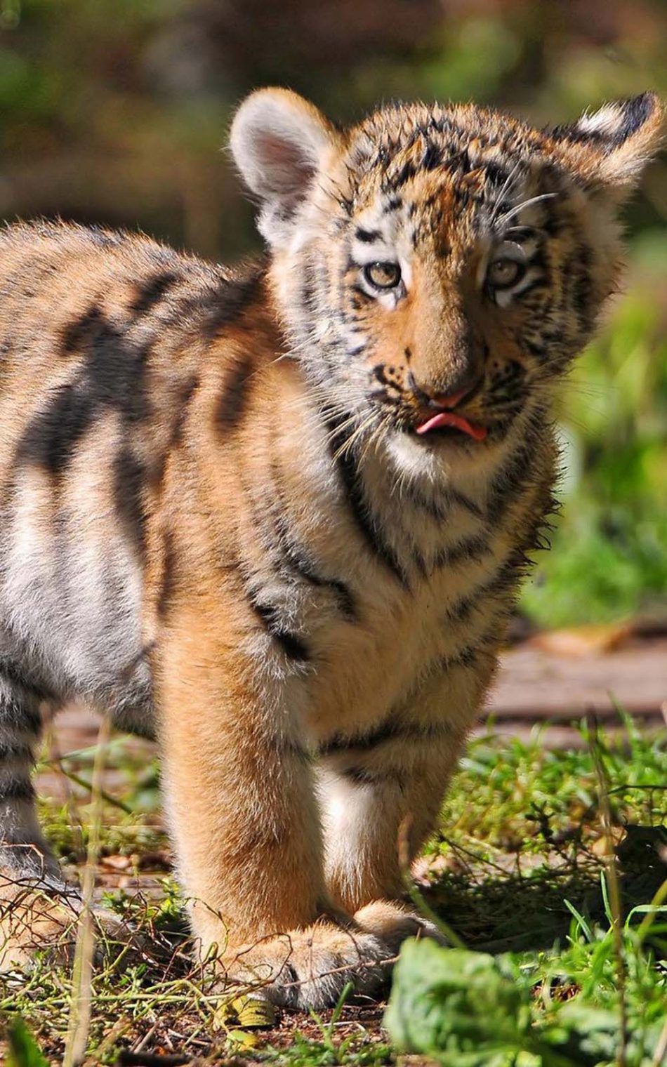 Tiger Cub HD Mobile Wallpaper Cub Image HD Download