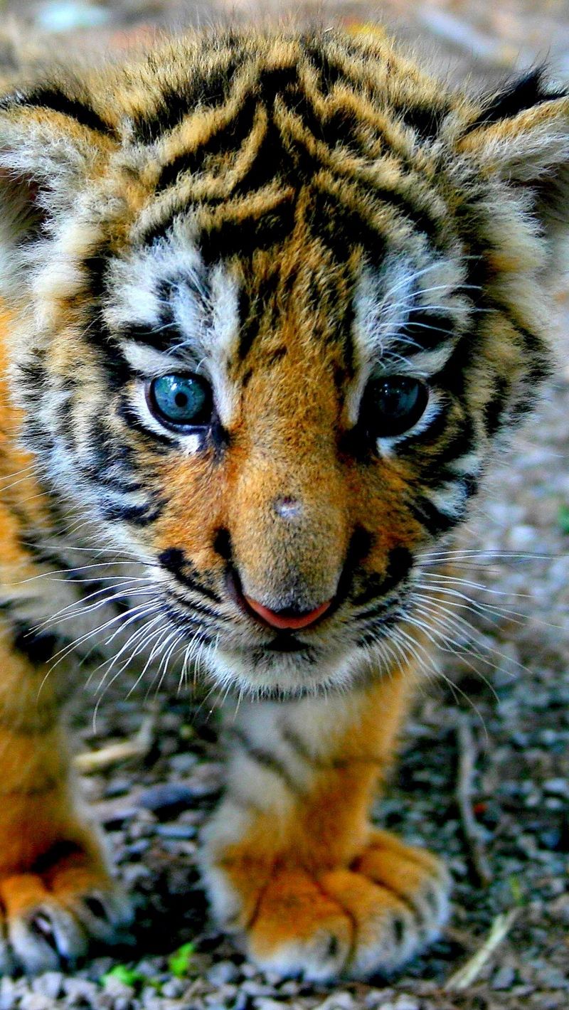 Wallpaper Tiger, Cub, Look, Kid Zoo Animals Baby Tiger