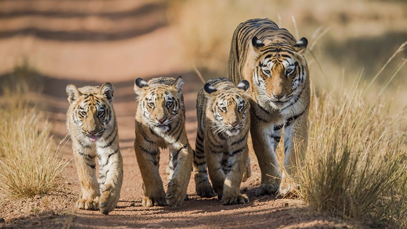 Tiger With 5 Cubs