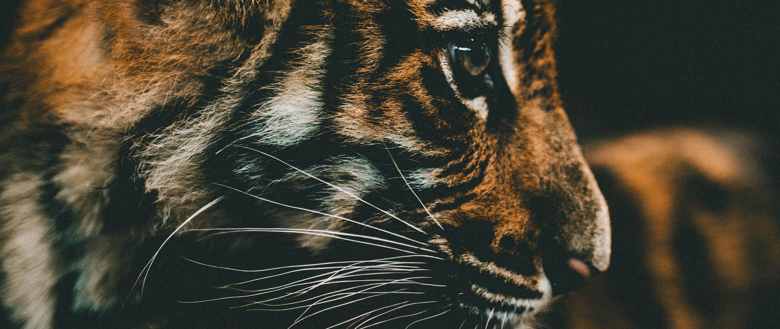 Download wallpaper 2560x1080 tiger cub, cub, muzzle, profile dual