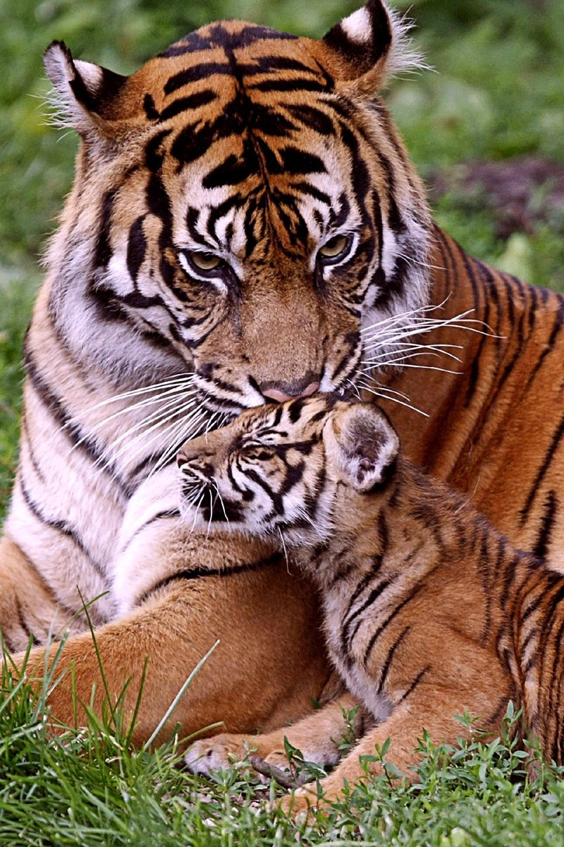 Download wallpaper 800x1200 tiger, tiger cub, baby, grass, lie