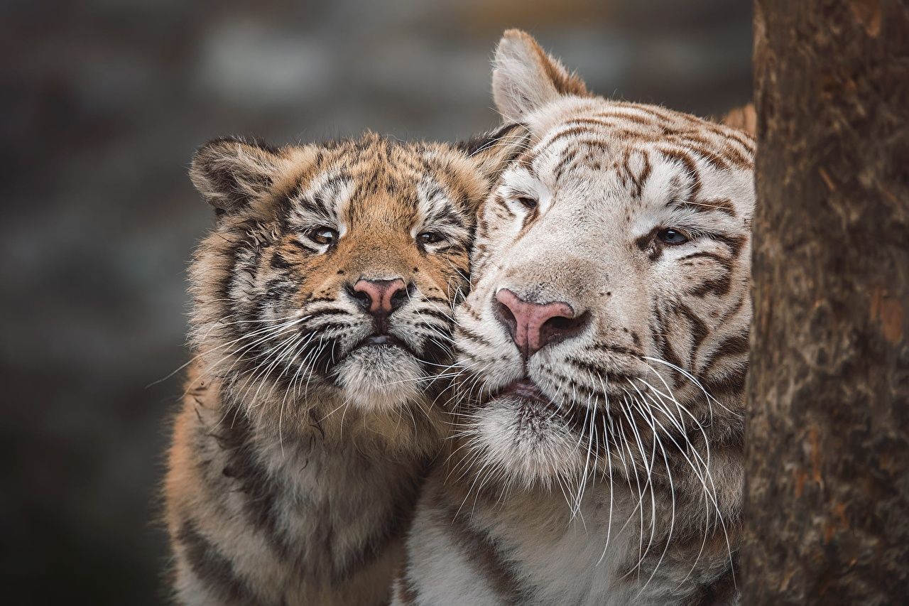 Wallpaper tiger Cubs sweet Two Whiskers Snout Animals