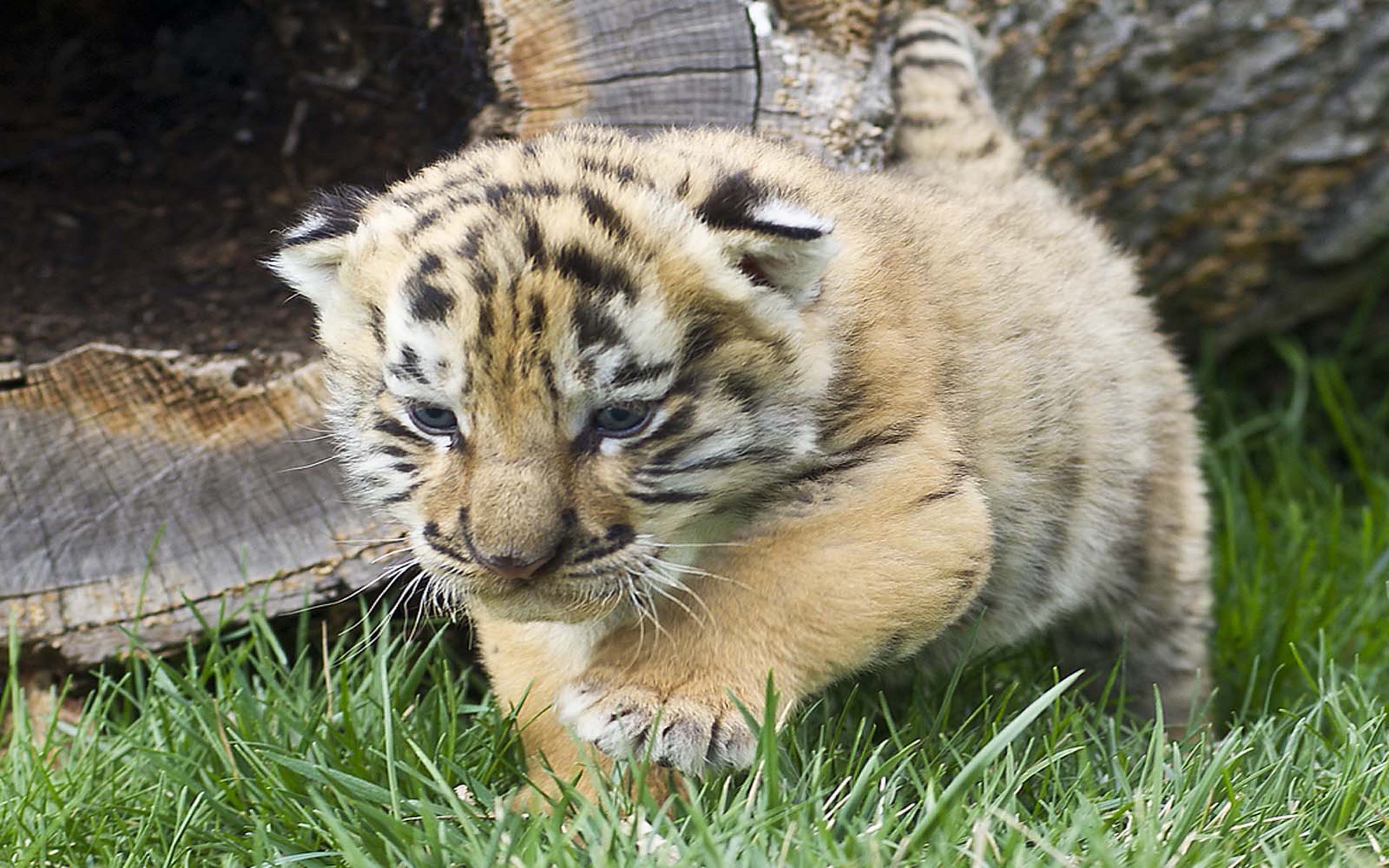 Iages Cute Tiger Cubs Wallpaper HD, Wallpaper13.com