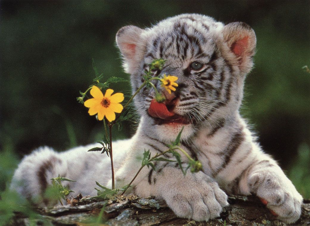 Free download TIGER WALLPAPERS White Tiger Cub Wallpaper
