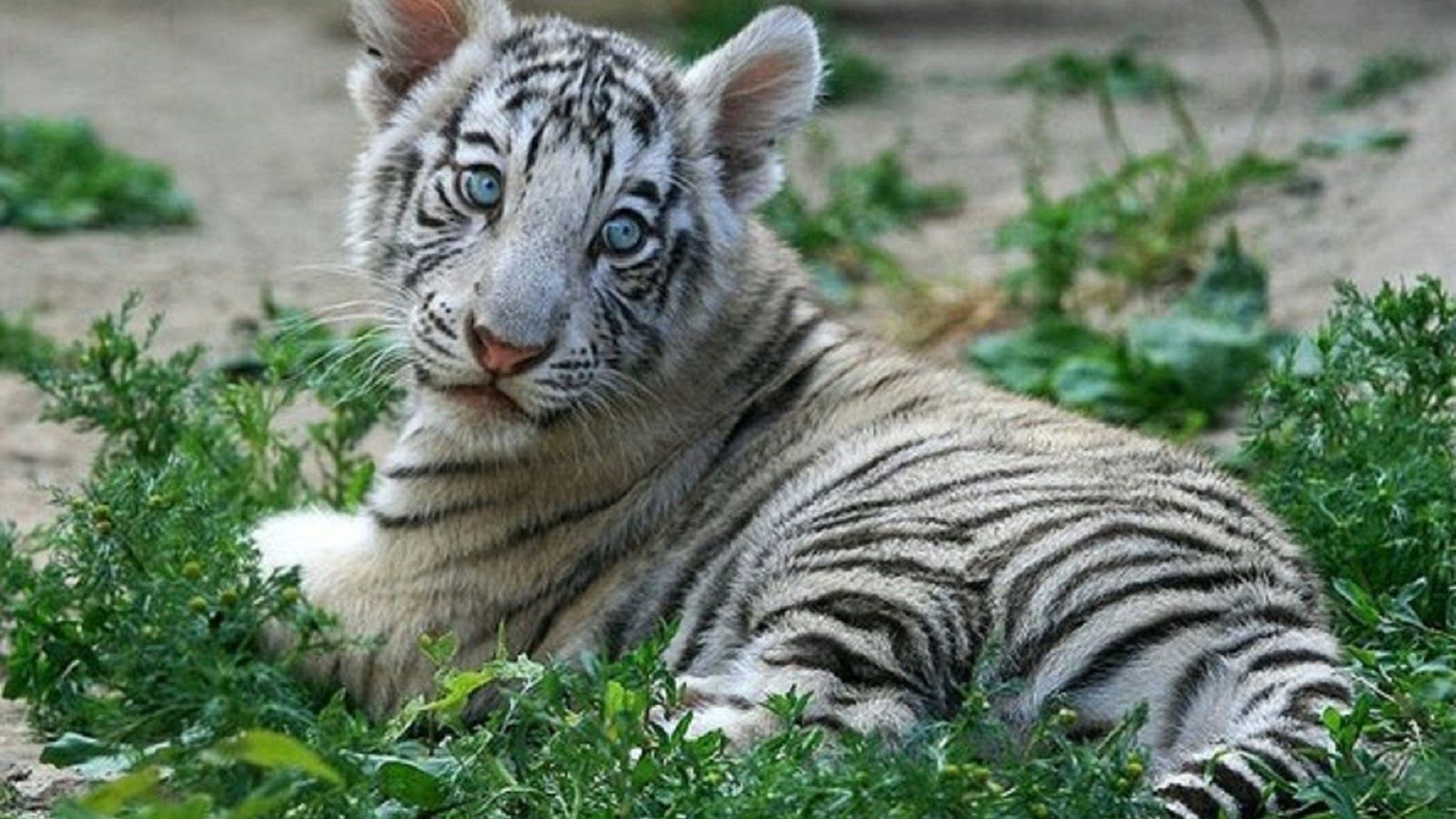 White Tiger Cubs Wallpapers Image Photos Pictures Backgrounds.