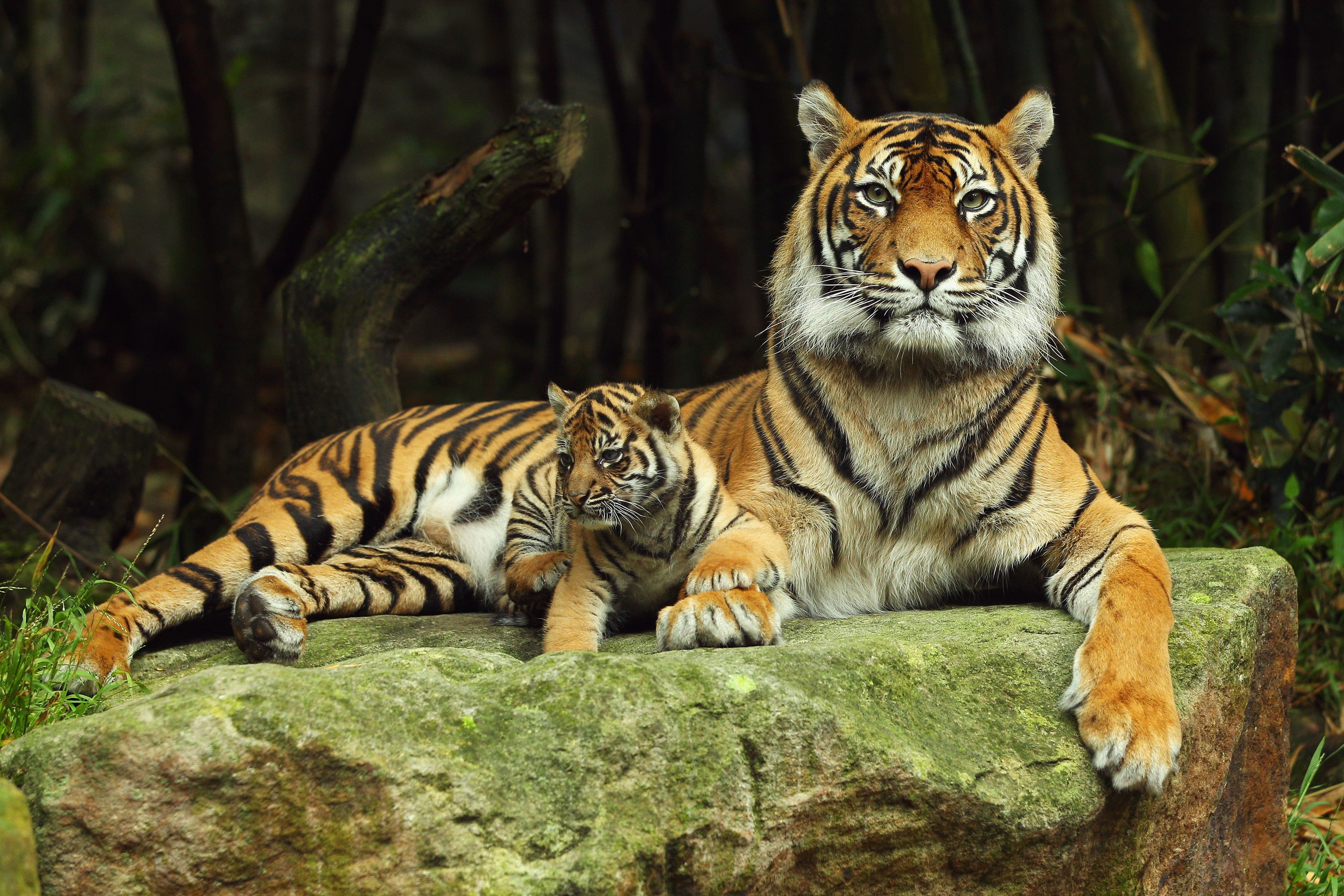 Tiger cub HD wallpaper