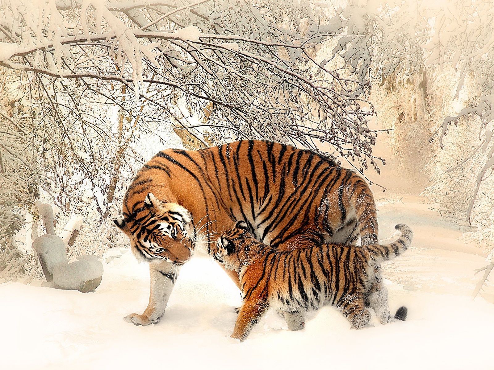 Wallpaper tiger Cubs Two Winter Snow Animals 1600x1200