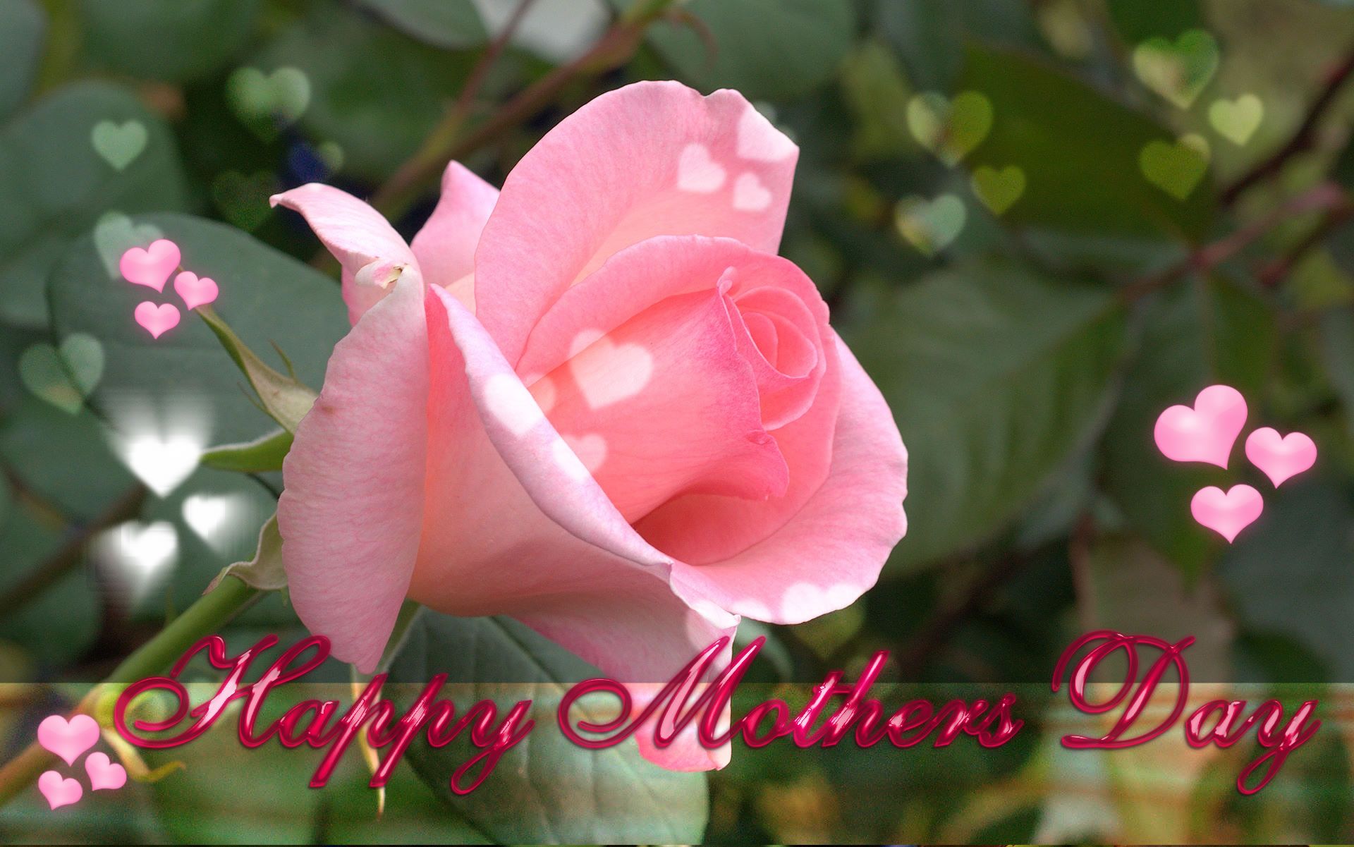 a pink rose for Mother's day HD Wallpaper. Background Image