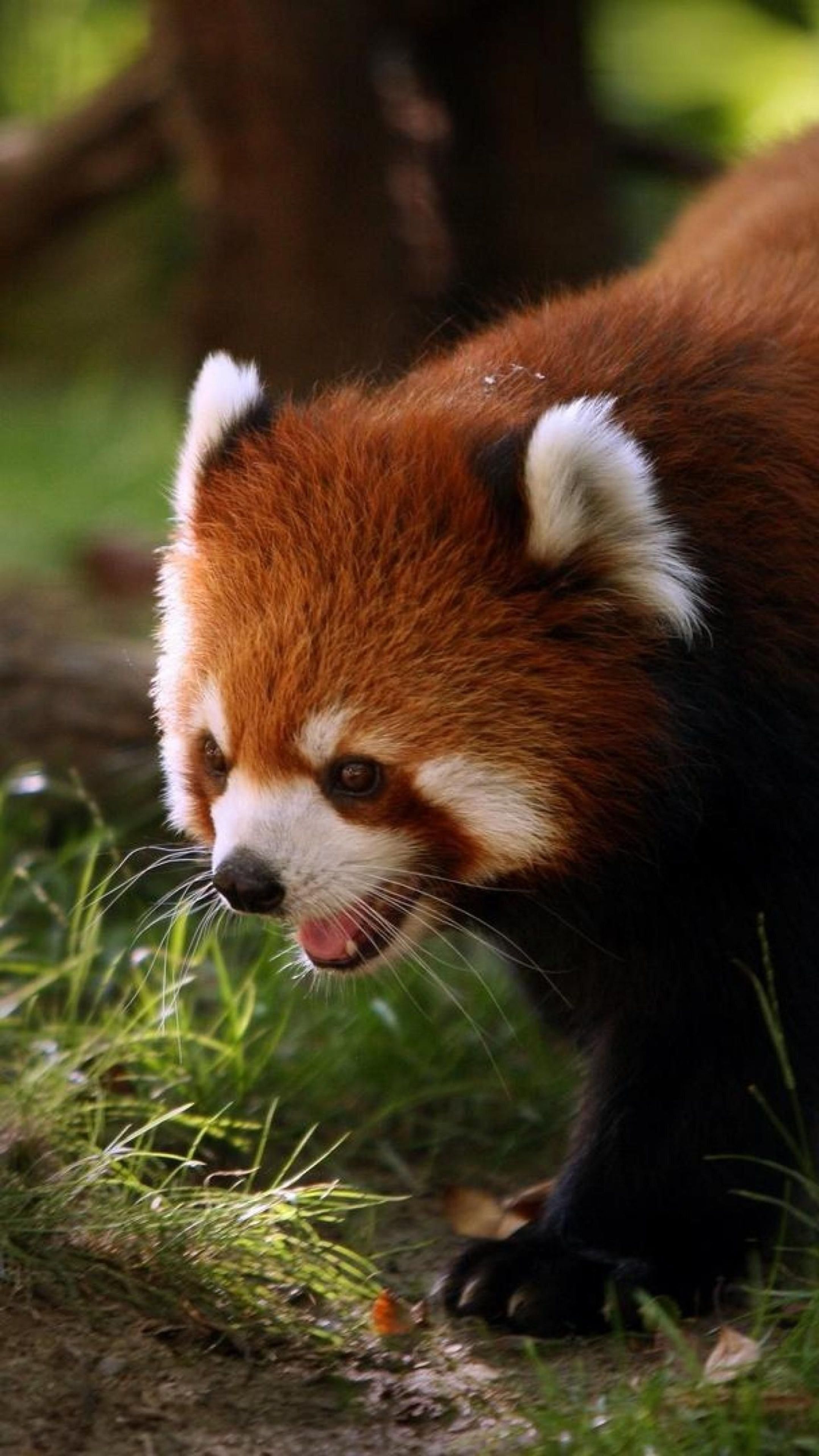Red Panda Firefox Forest Animal Cute Mobile Wallpaper HD