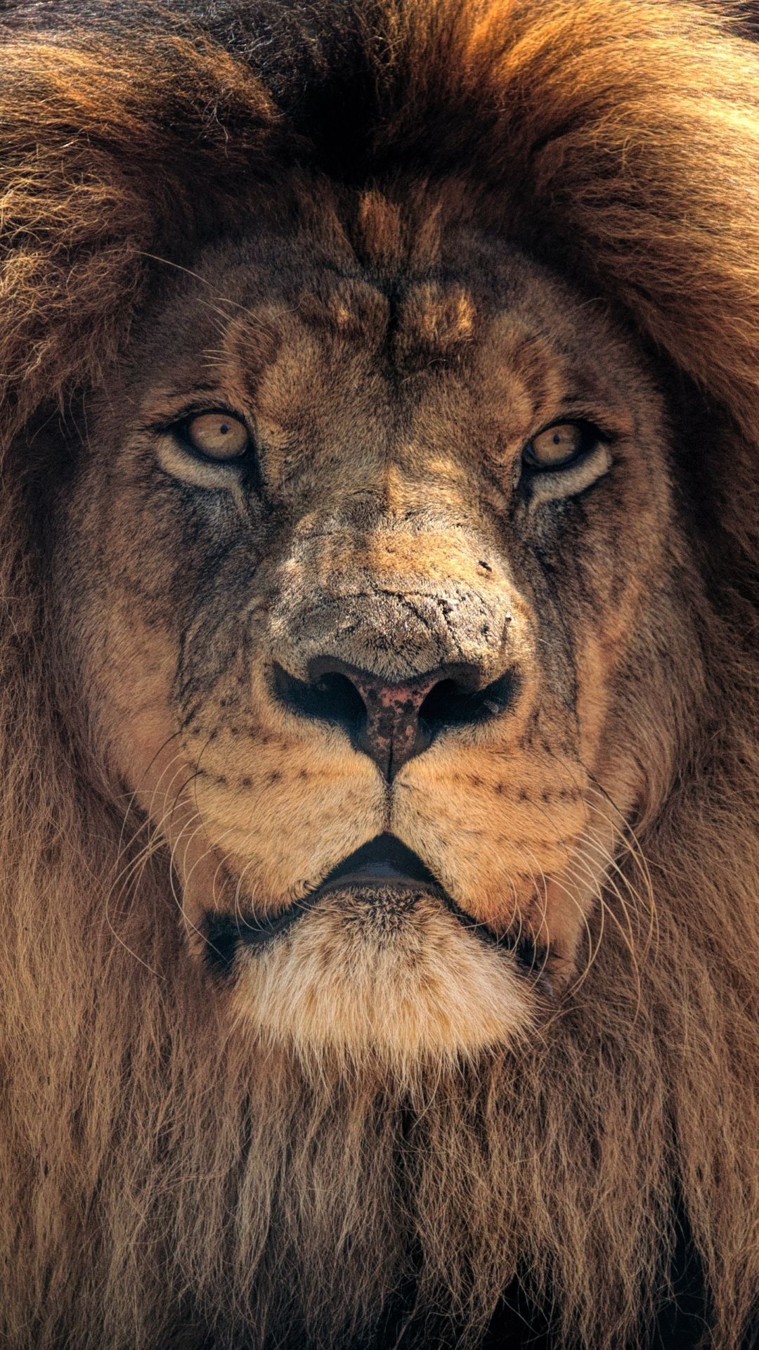 Animal / Lion (1080x1920) Mobile Wallpaper. Lion picture