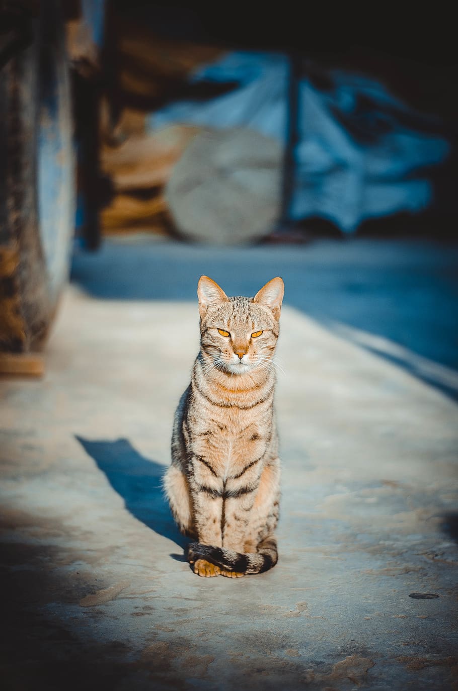 HD wallpaper: cat on pavement, abyssinian, pet, animal, mammal