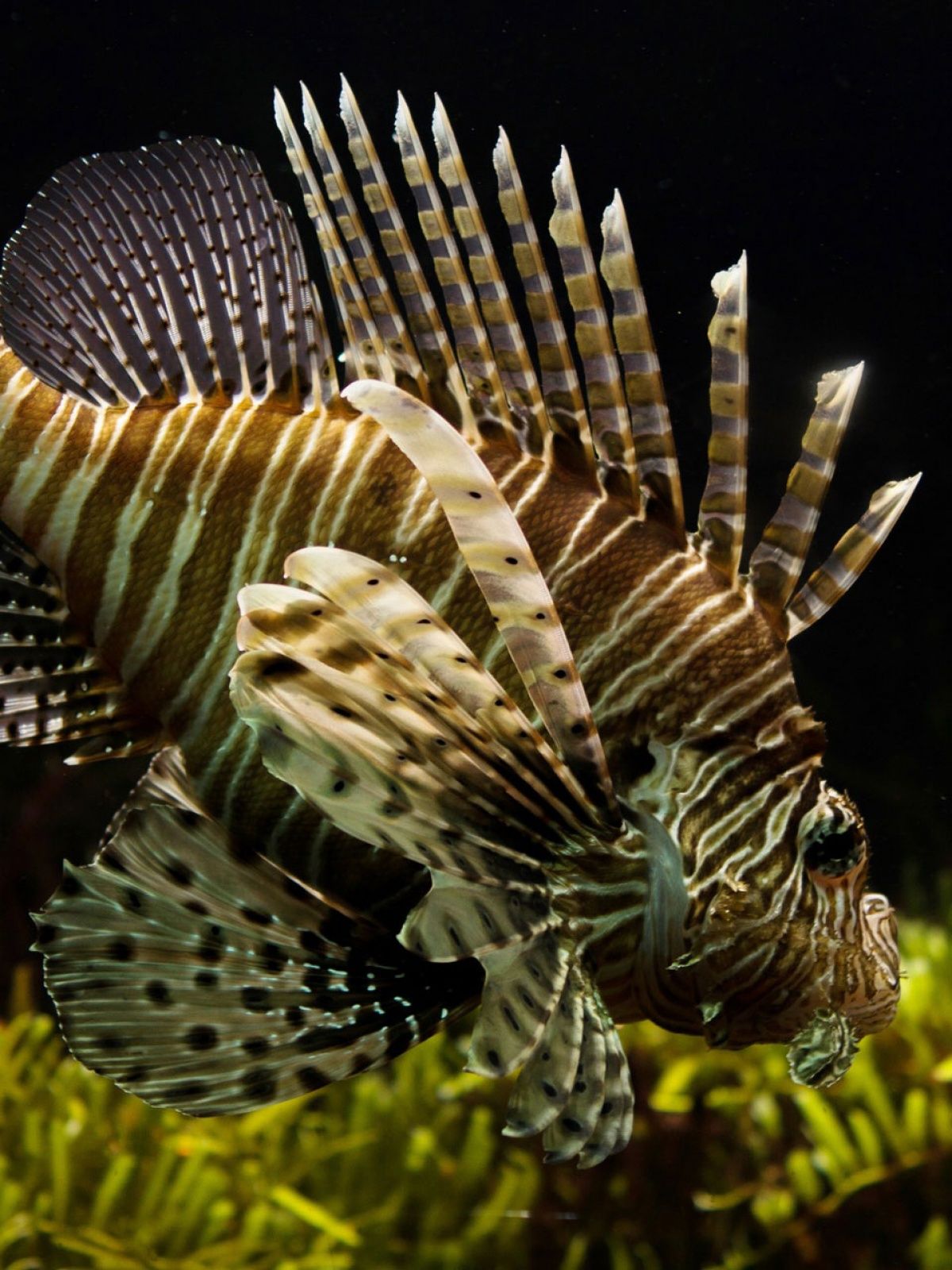 Sea Nature Animals Fish Mobile Wallpaper