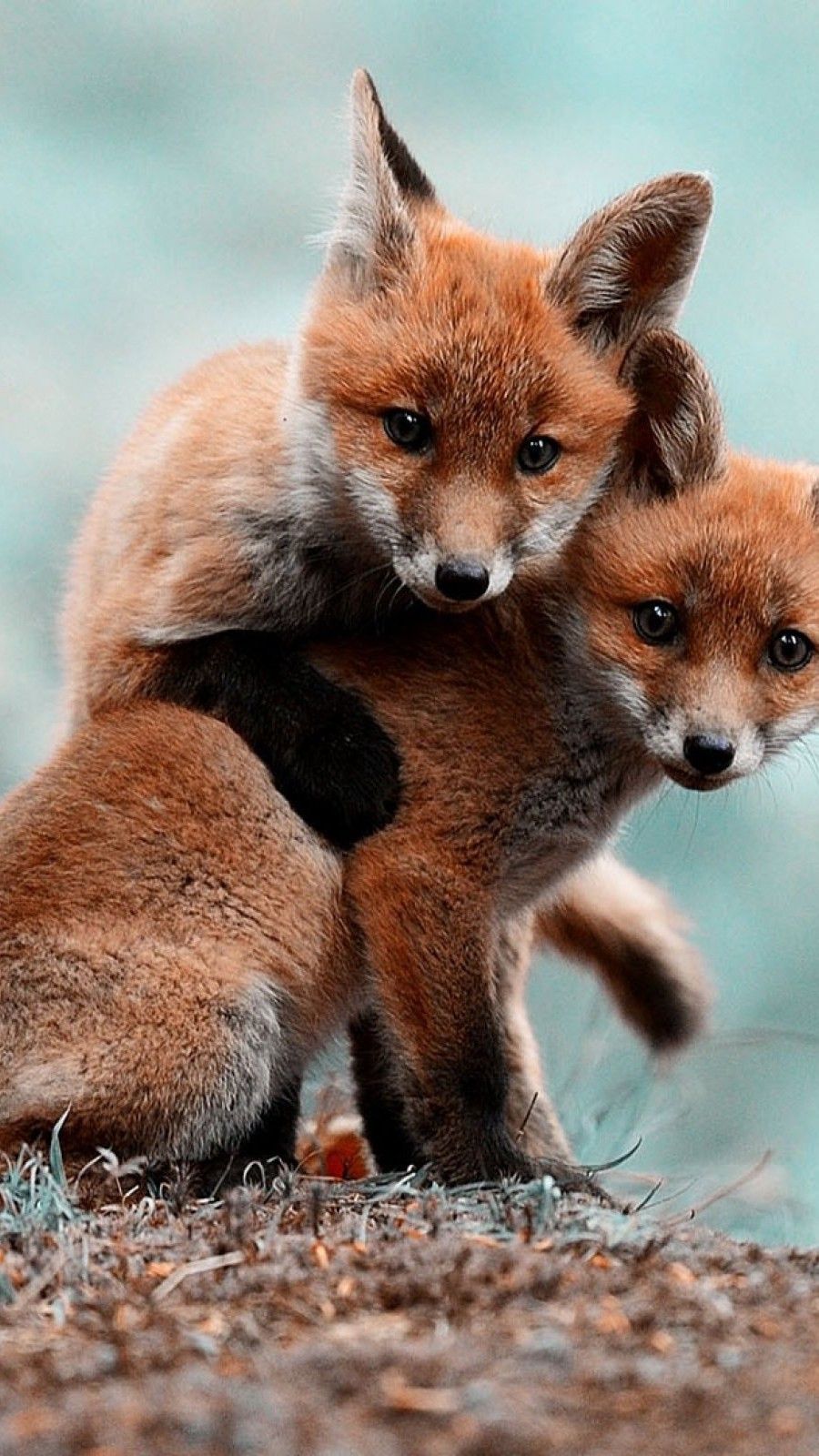 Animals cute baby Foxes mobile wallpaper