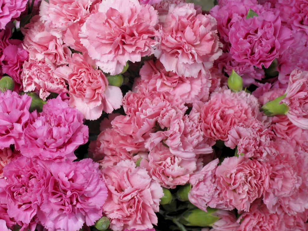 The Celebration of Mother's Day in Japan