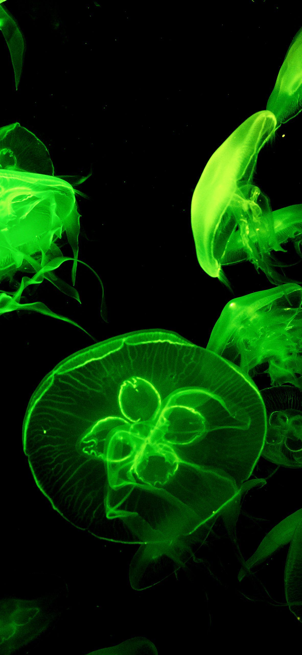 Green Jelly Fishes Amoled Wallpaper