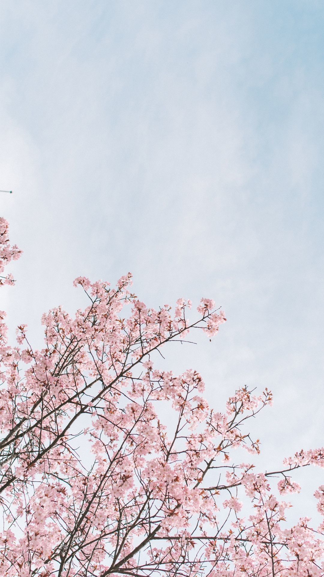 Cherry Blossom Background Tumblr