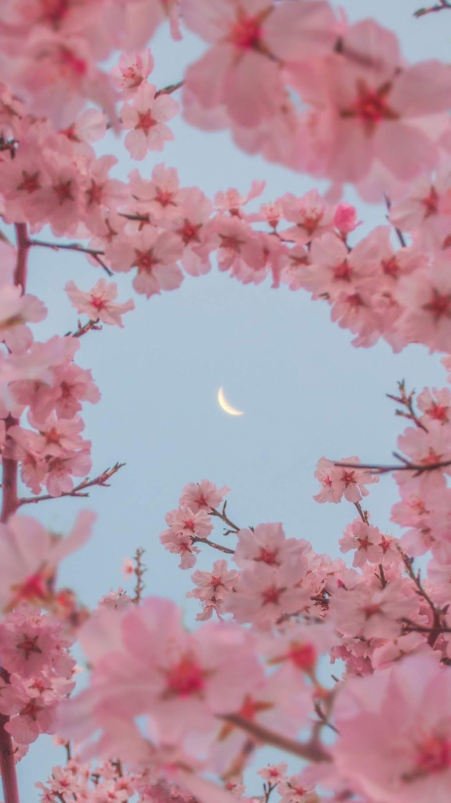 Sakura in the moonlight #wallpaperbackground in 2020