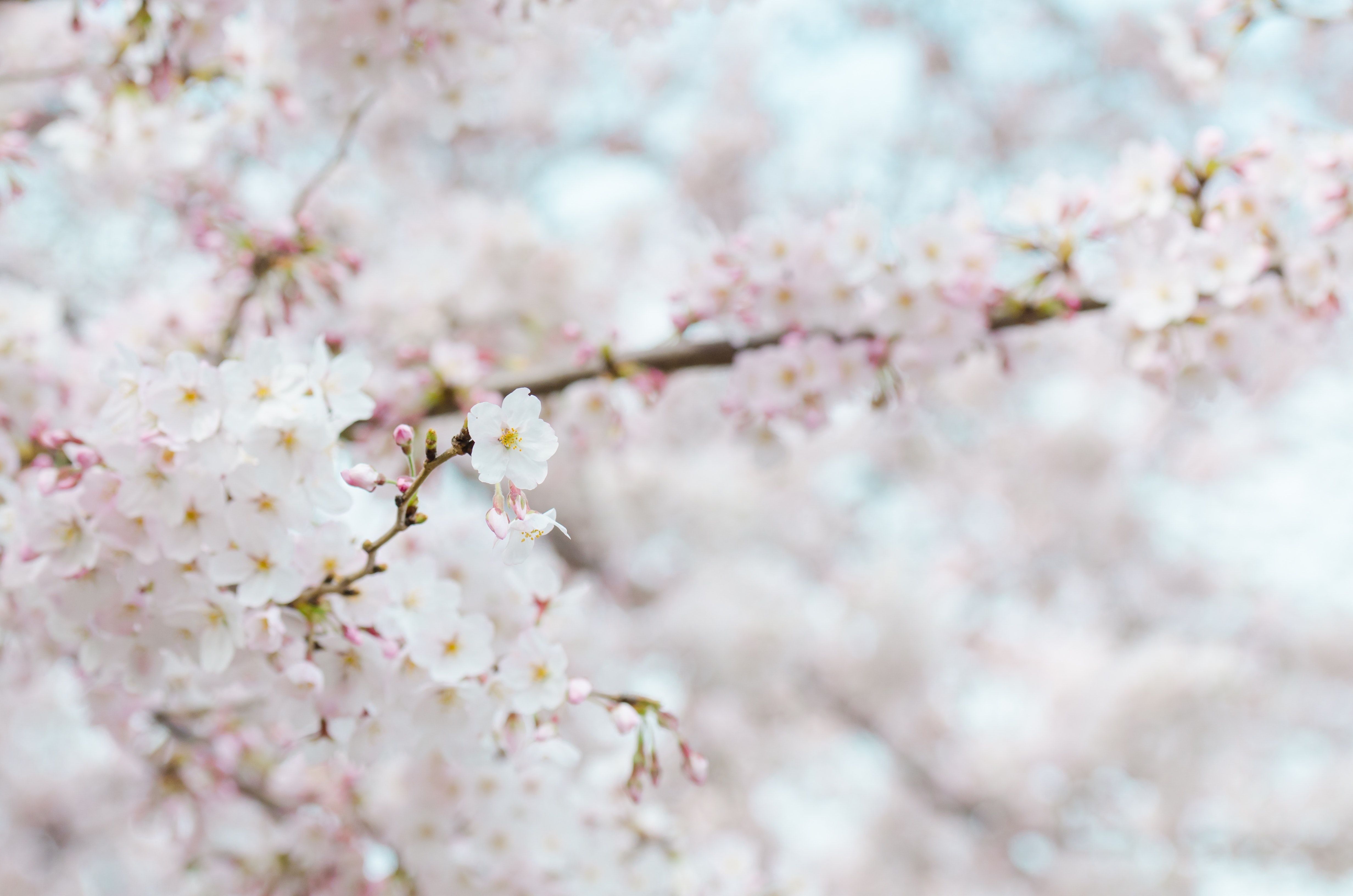 Nashville's Cherry Blossom Tree Controversy is Part of a Bigger