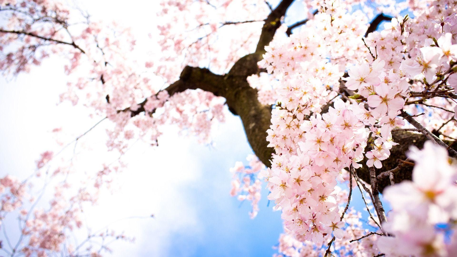 Anime Cherry Blossom Wallpaper. Bunga sakura, Bunga
